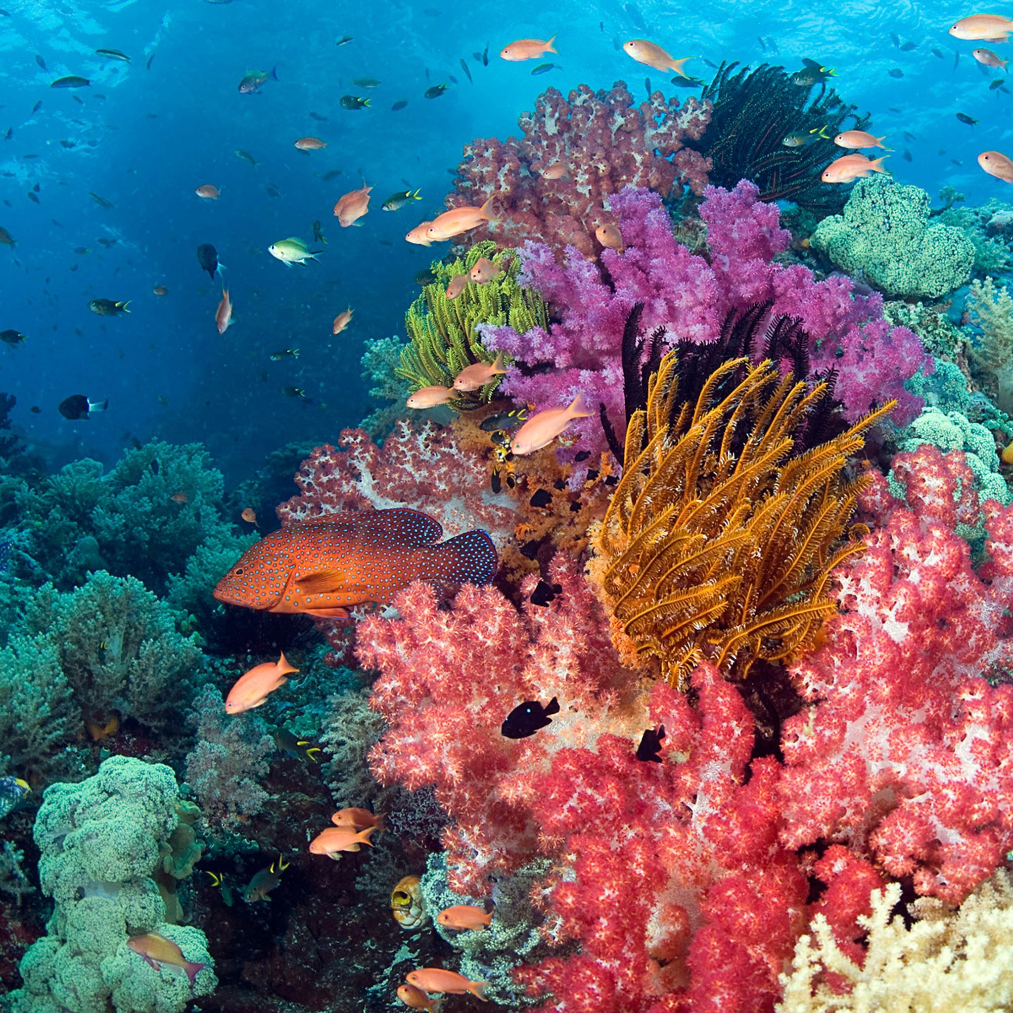 A coral reef with many different types of fish - Coral