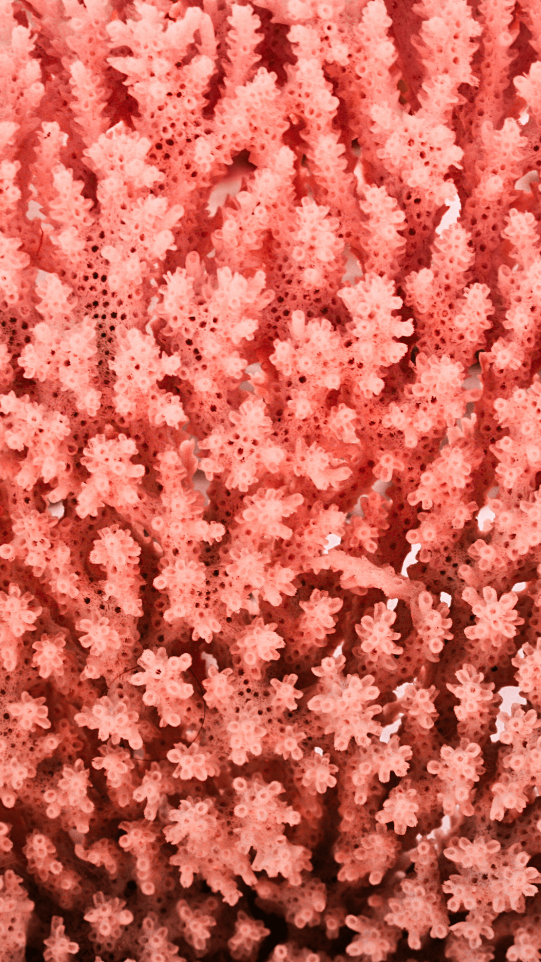 A close up of some pink coral - Coral