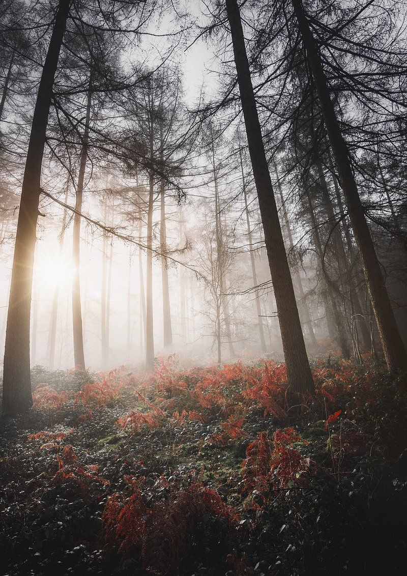 A misty forest with the sun shining through the trees - Fog