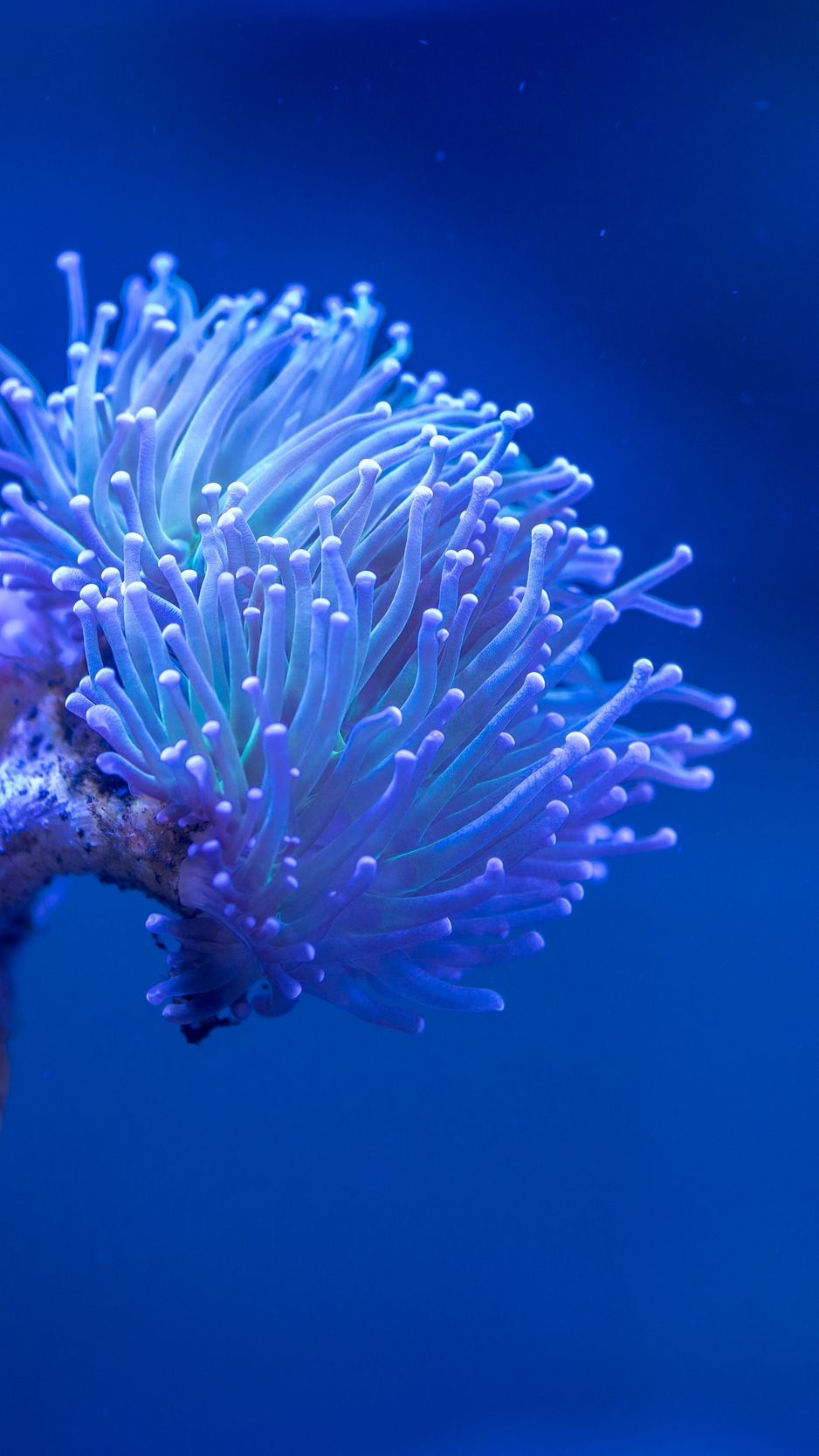 A blue and purple flower in the water - Coral