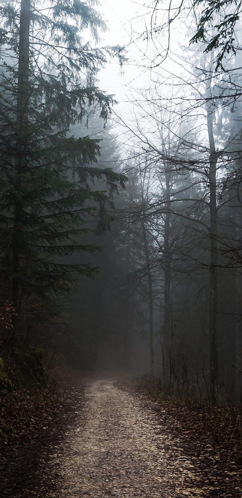 A path in the woods surrounded by trees - Fog