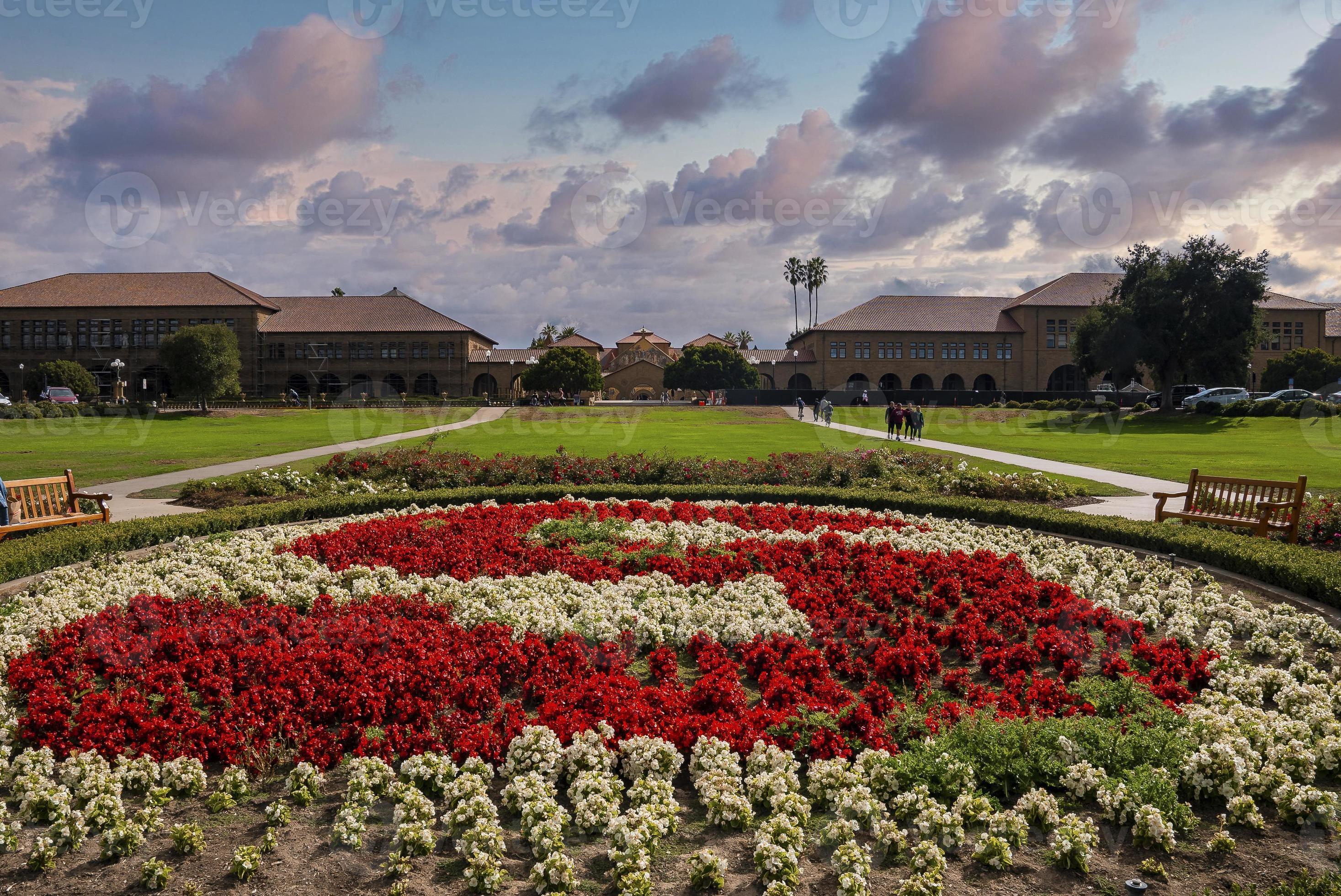 Beautiful flowers growing in garden at Stanford University campus