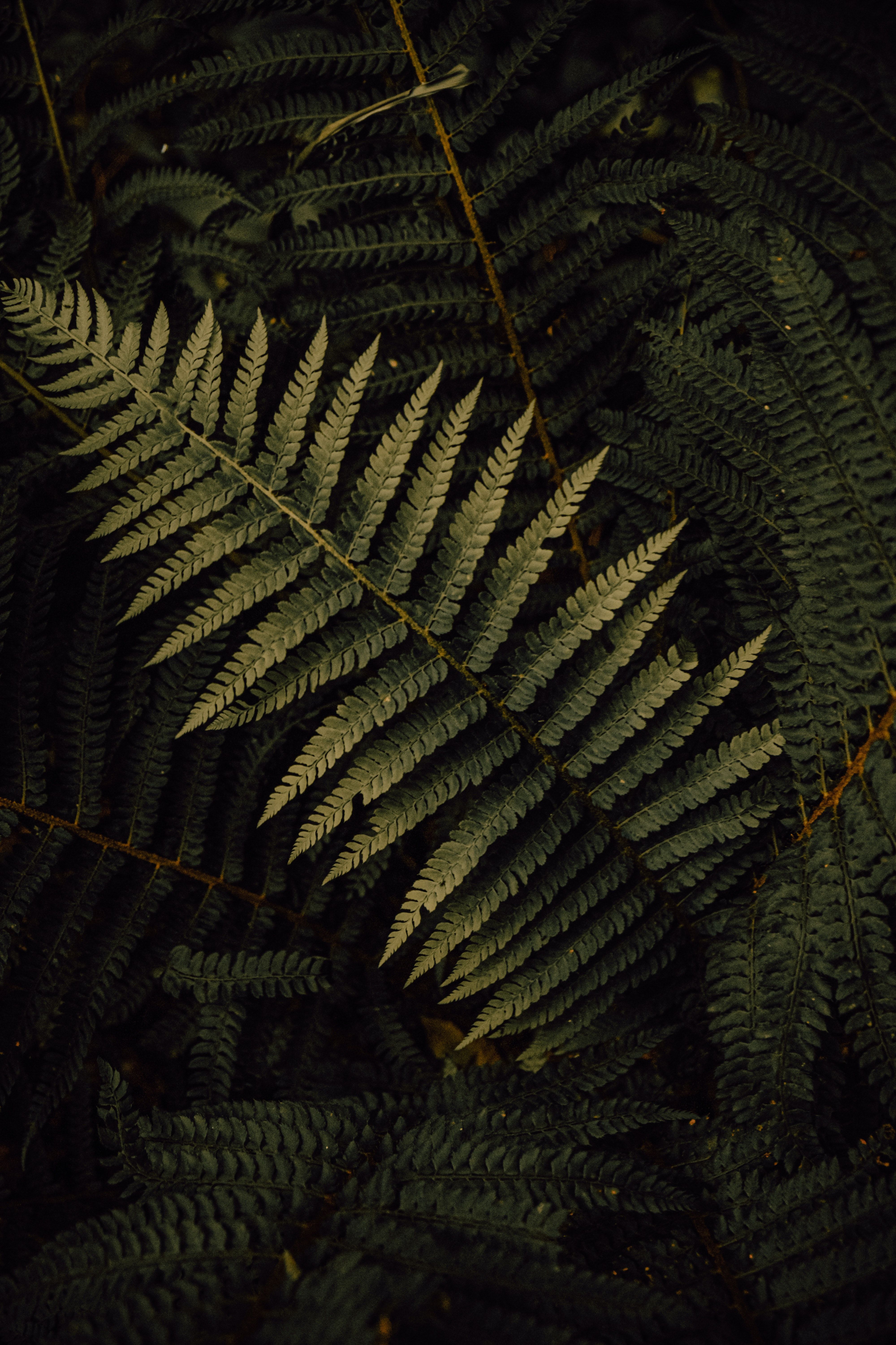 A fern leaf in the forest. - Nature
