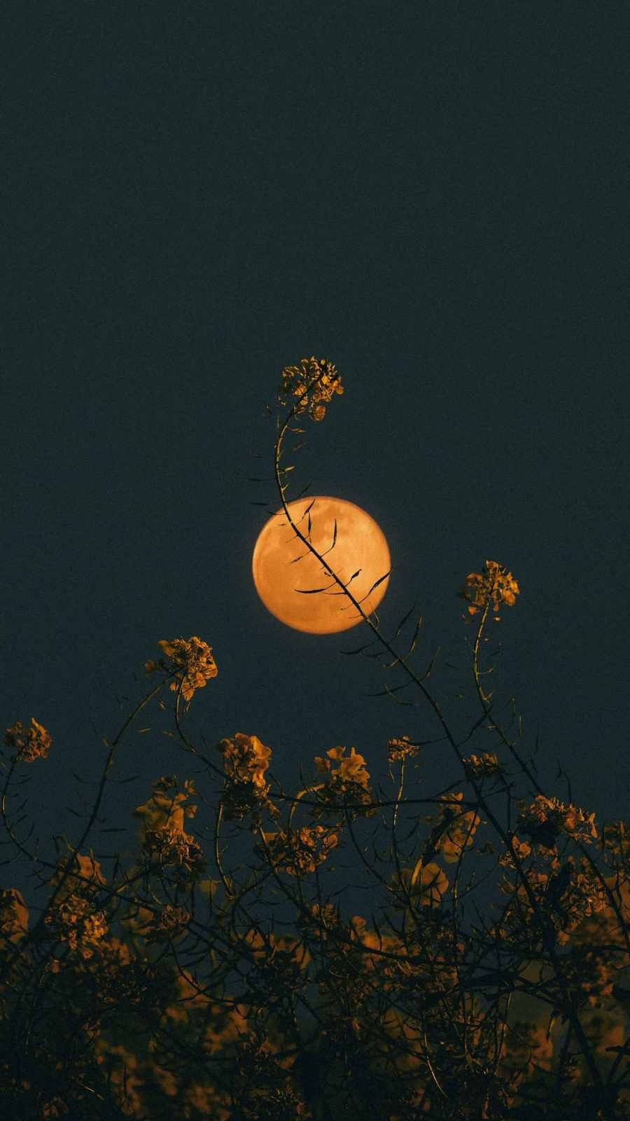 Download Moon Aesthetic And Flower iPhone Wallpaper