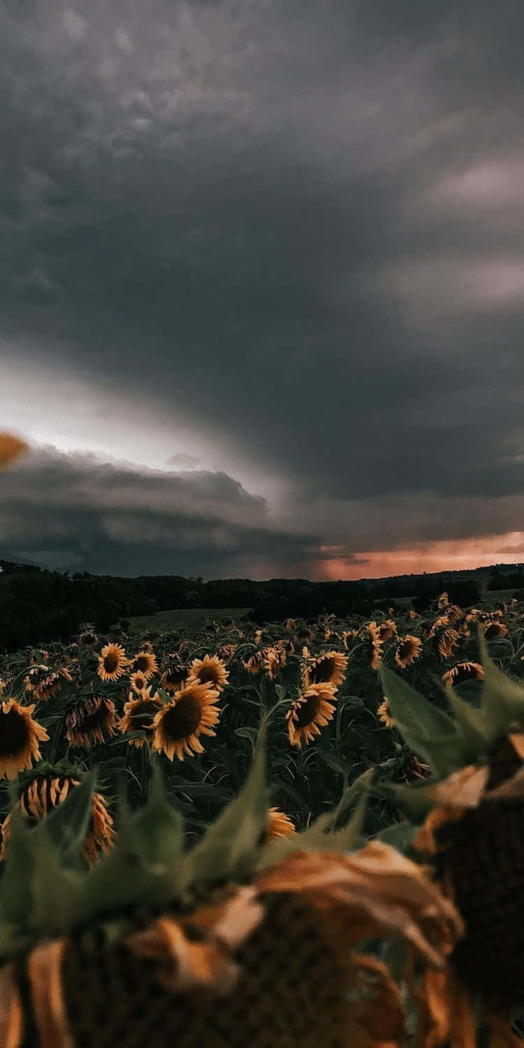 Sunflowers in a field with a stormy sky - Nature