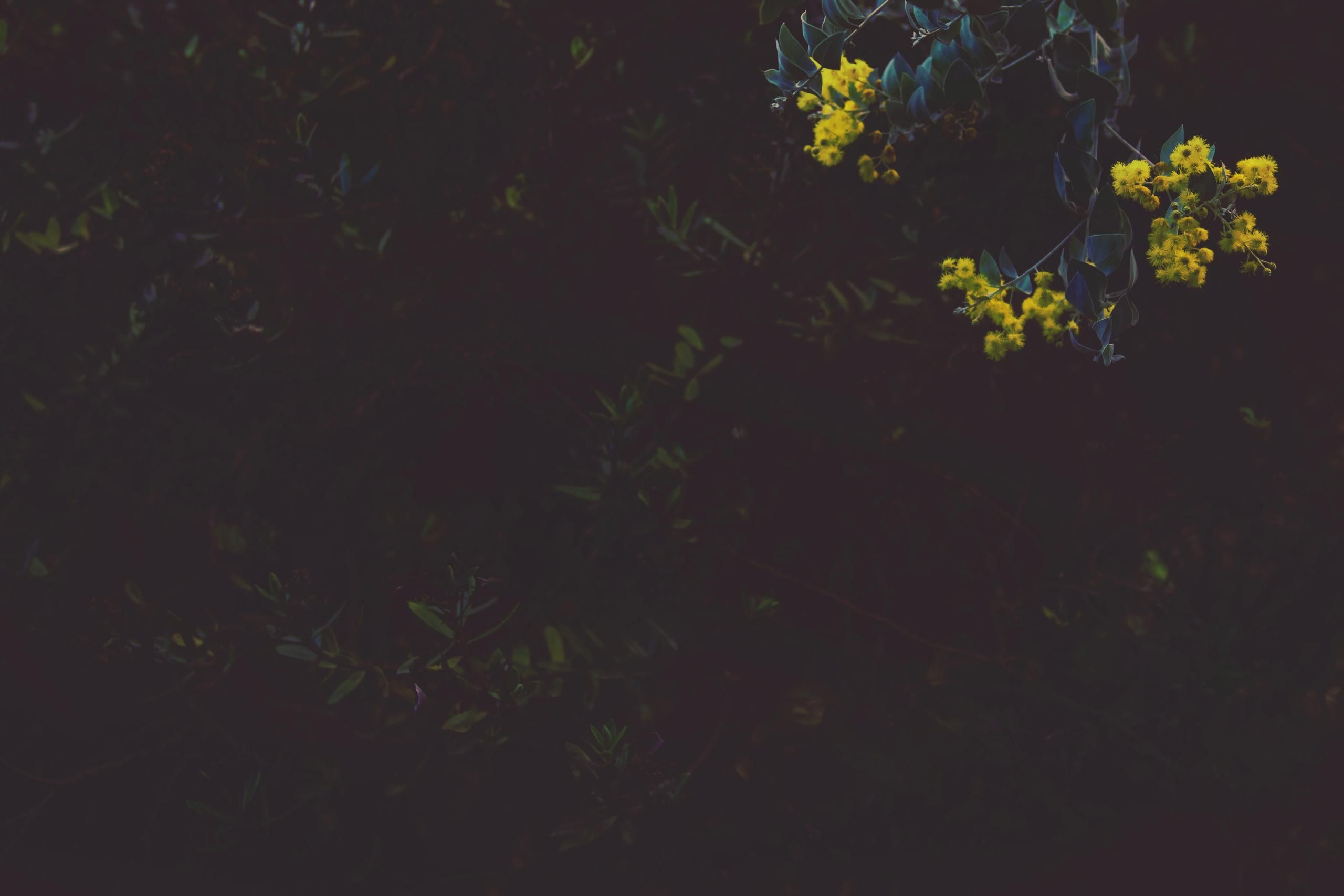 A dark image of a bush with yellow flowers. - Nature