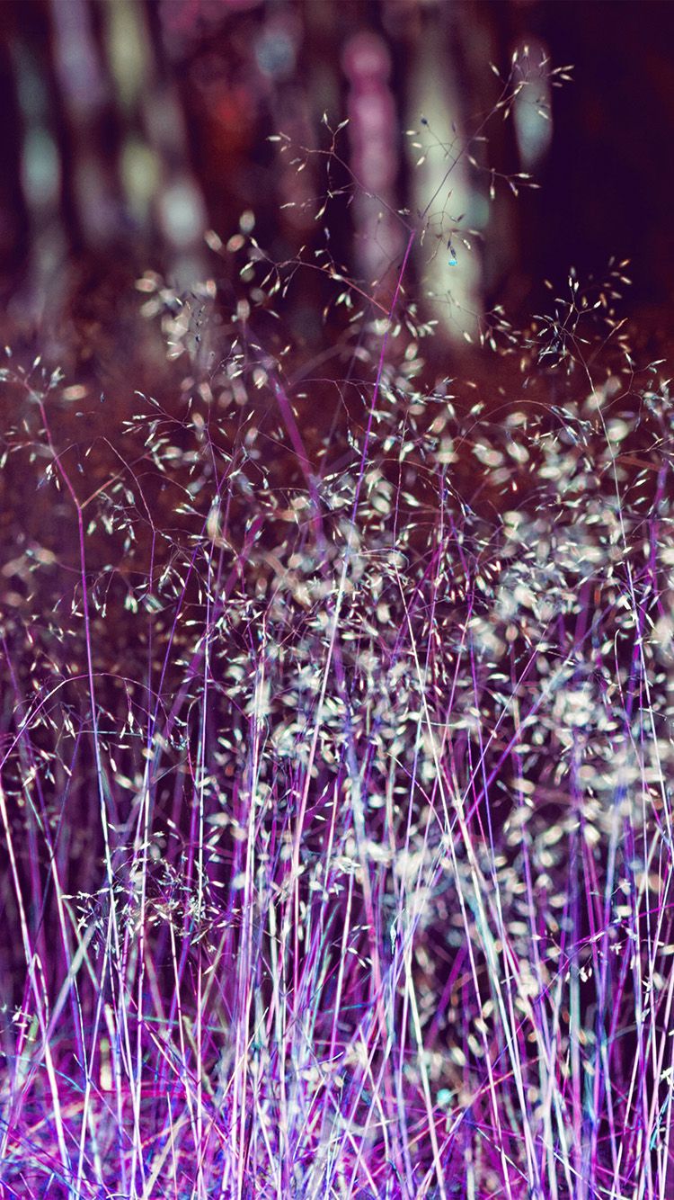 A field of purple grasses - Dark purple