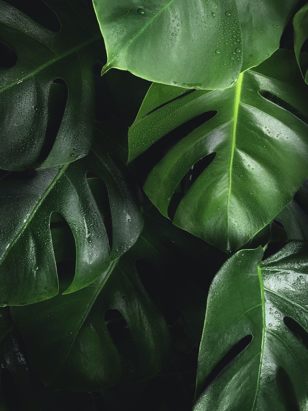 Monstera leaves with water droplets on them. - Monstera