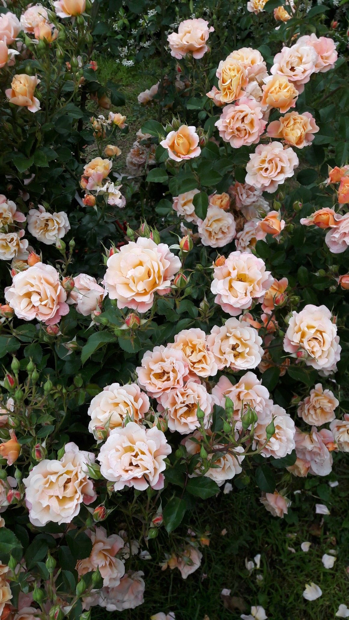 A bush of roses with many flowers - Spring, flower, garden
