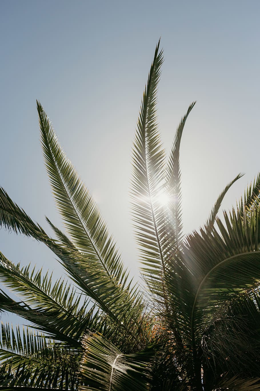 A palm tree with the sun shining through the leaves - Stanford