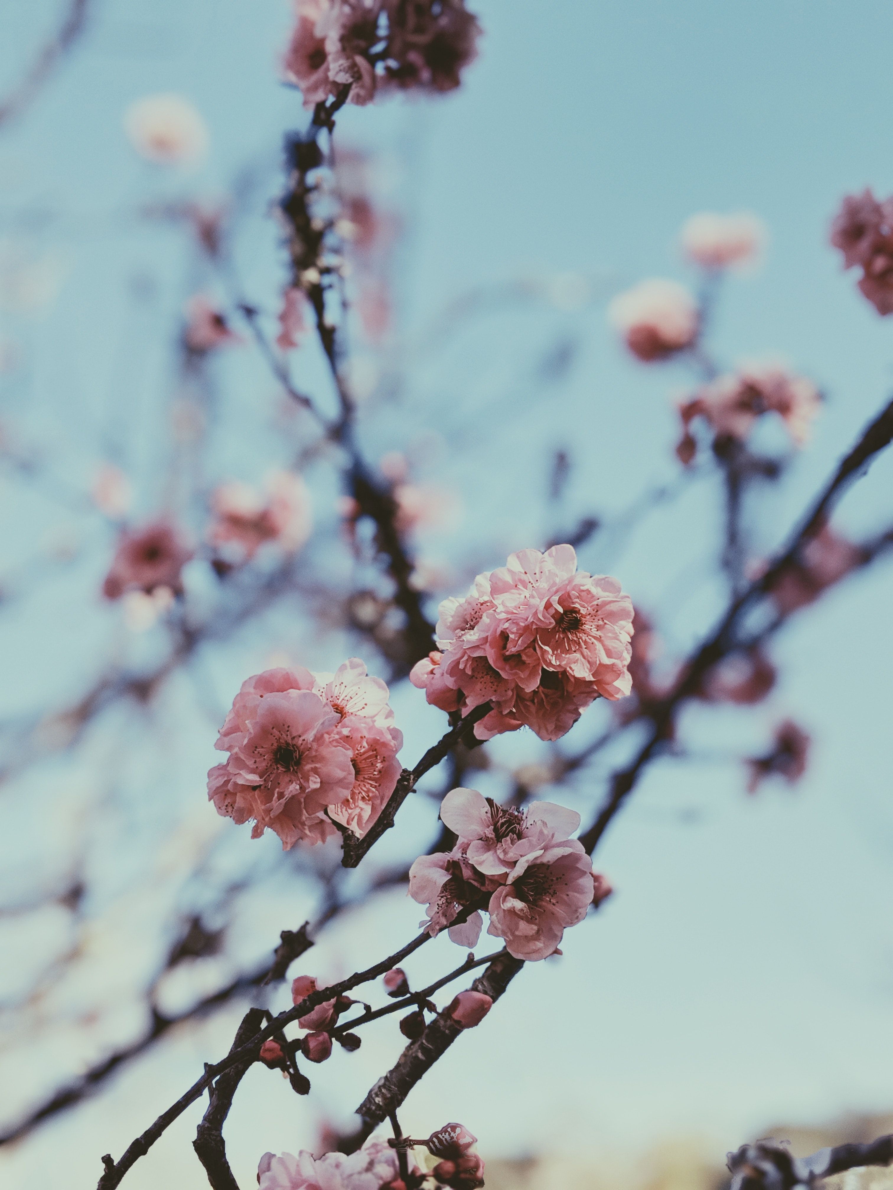 A close up of a tree branch with pink flowers - Cherry blossom