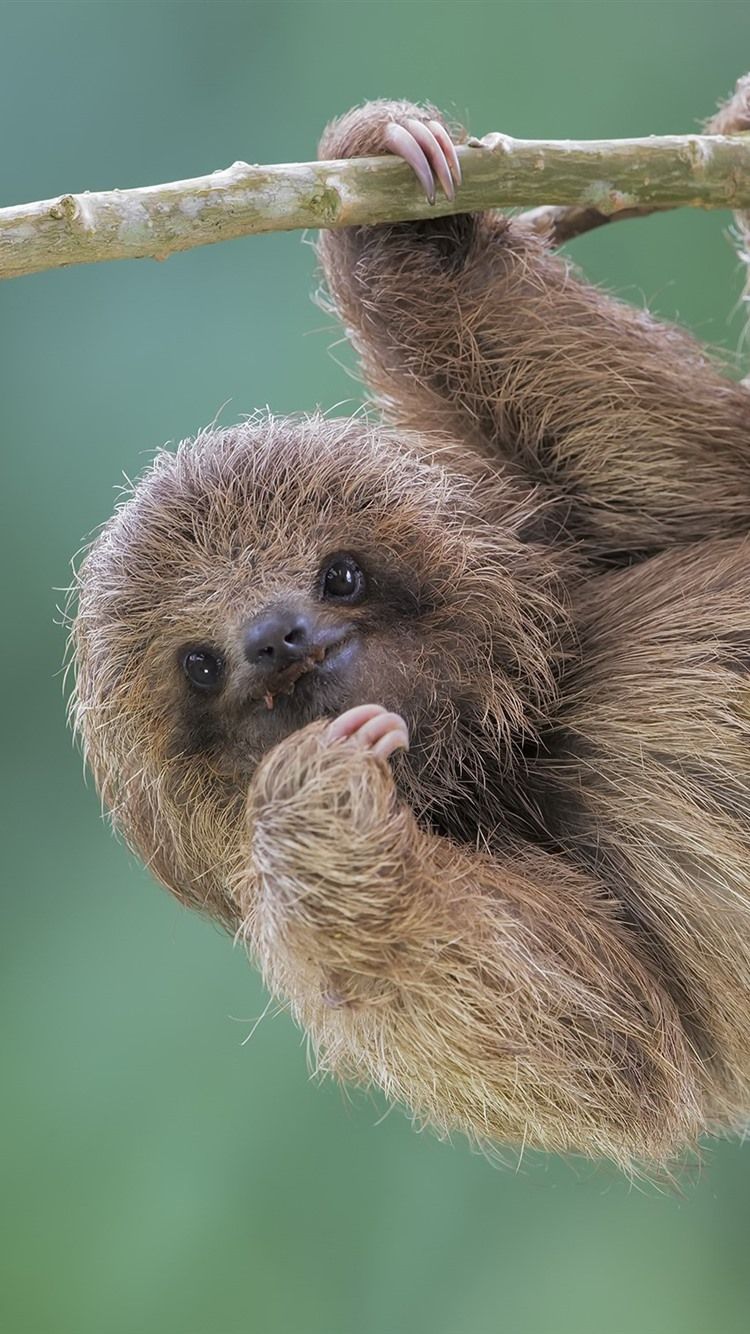 A sloth hanging from a tree branch. - Sloth