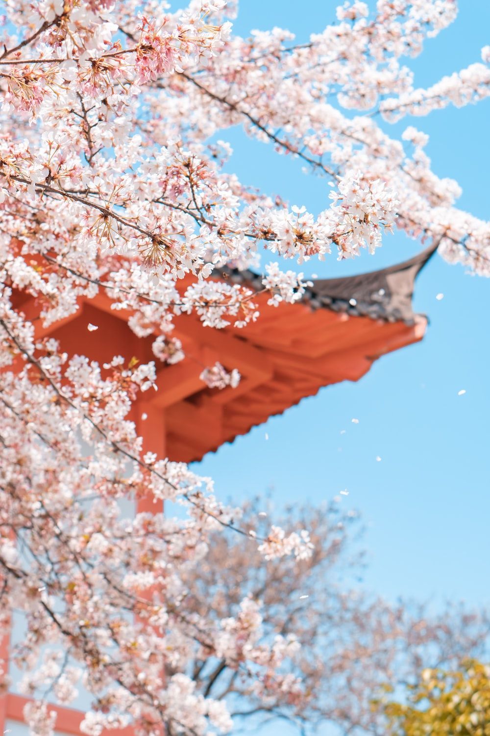 Cherry blossoms in front of a red roof - Cherry blossom