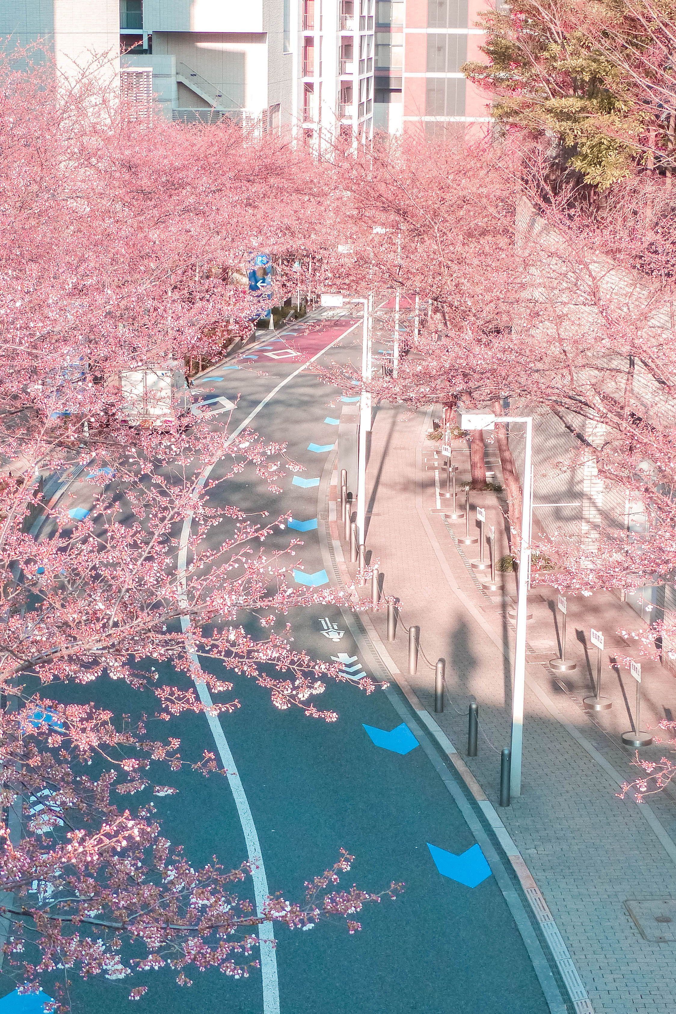 Best Places to See Cherry Blossoms in Tokyo + Free Guide. Scenery wallpaper, Anime scenery wallpaper, Aesthetic background