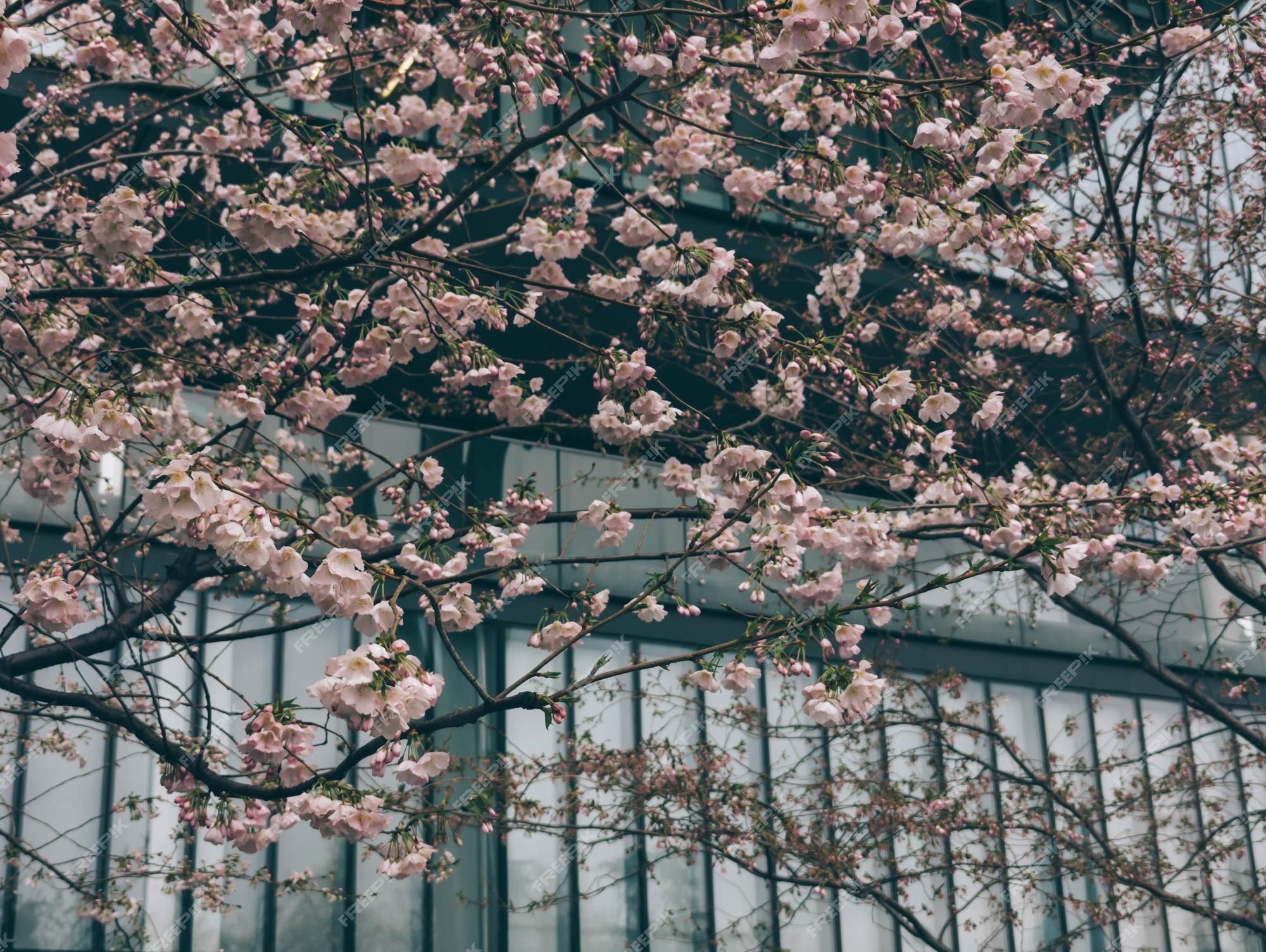 Premium Photo. A building with a glass wall and a tree with pink flowers