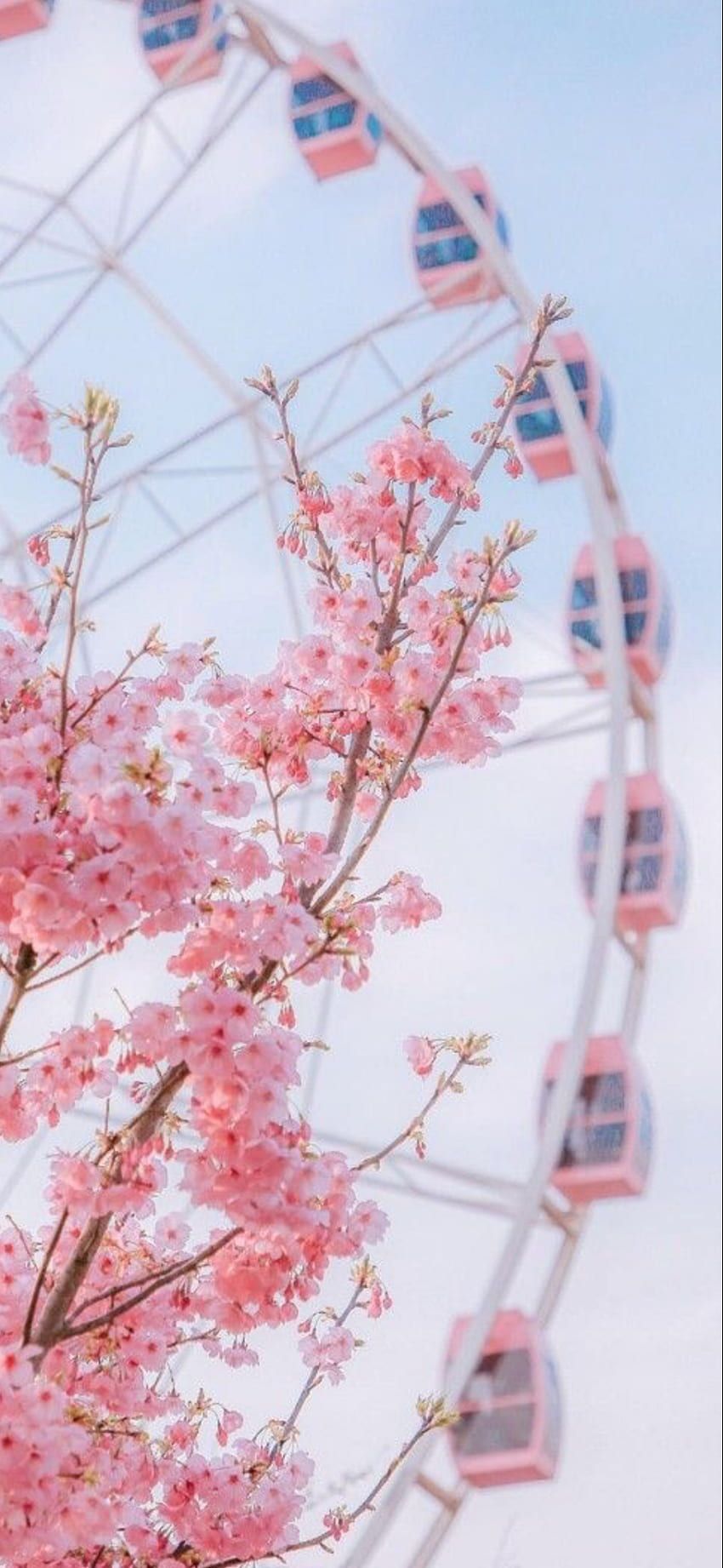 A pink cherry blossom tree in front of a pink and blue ferris wheel - Cherry blossom