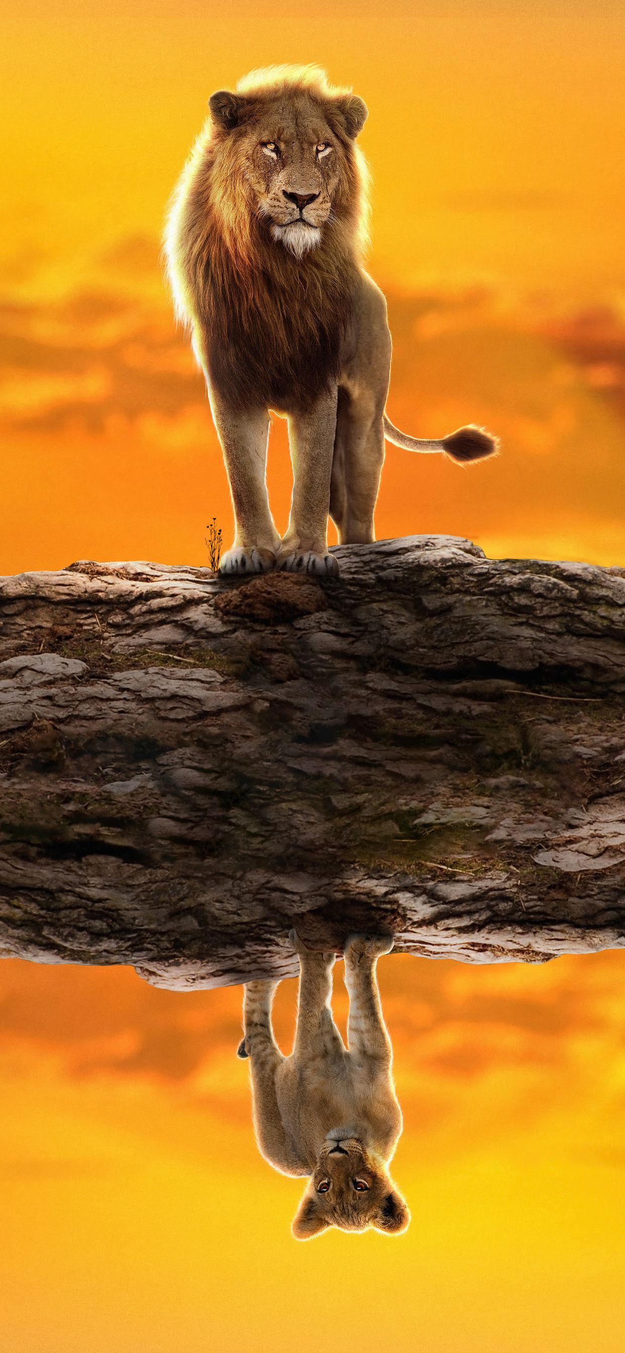 lion king wallpaper iphone latest
