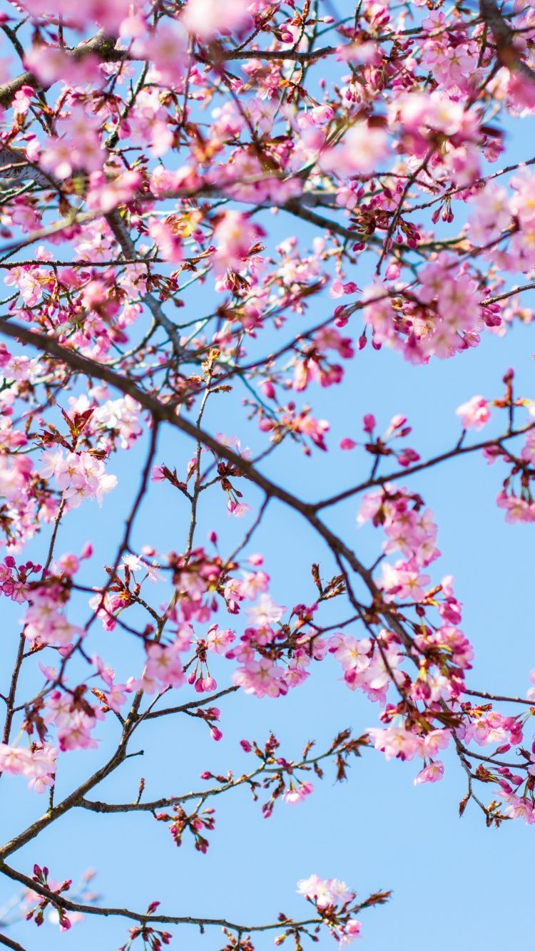 Pink flowers on a tree branch against a blue sky - Cherry blossom