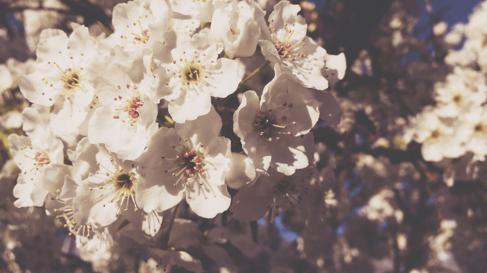 Freebies: Spring Blooms Wallpaper. THE JOY BLOG