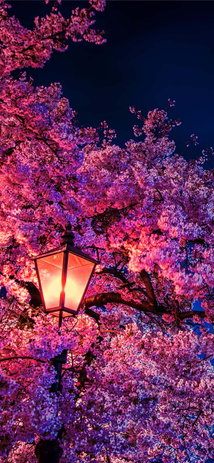 IPhone wallpaper of a cherry blossom tree with a street lamp in the middle of it - Cherry blossom
