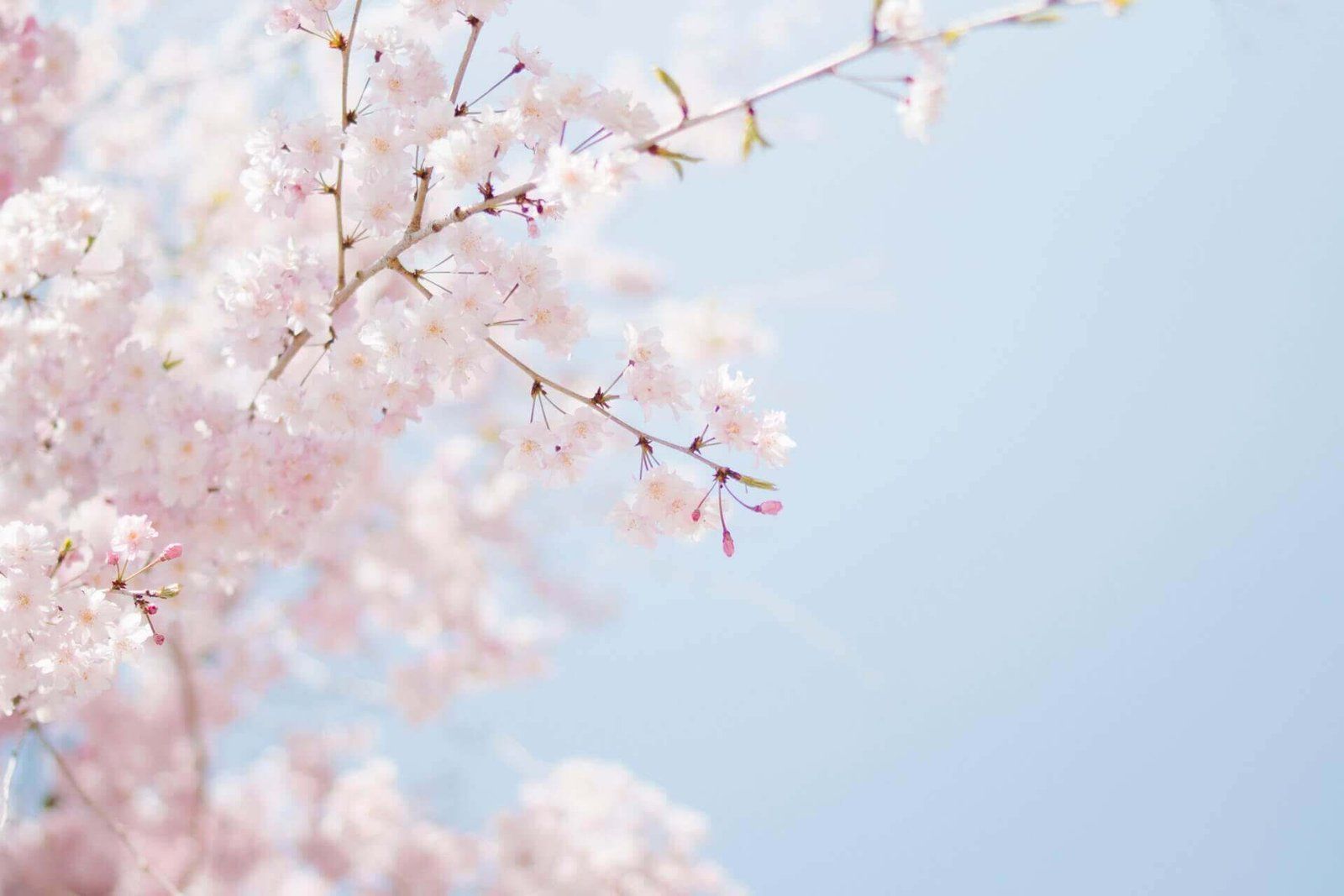 Spring Special: Cherry Blossom Facial. TuSuva Body & Skincare