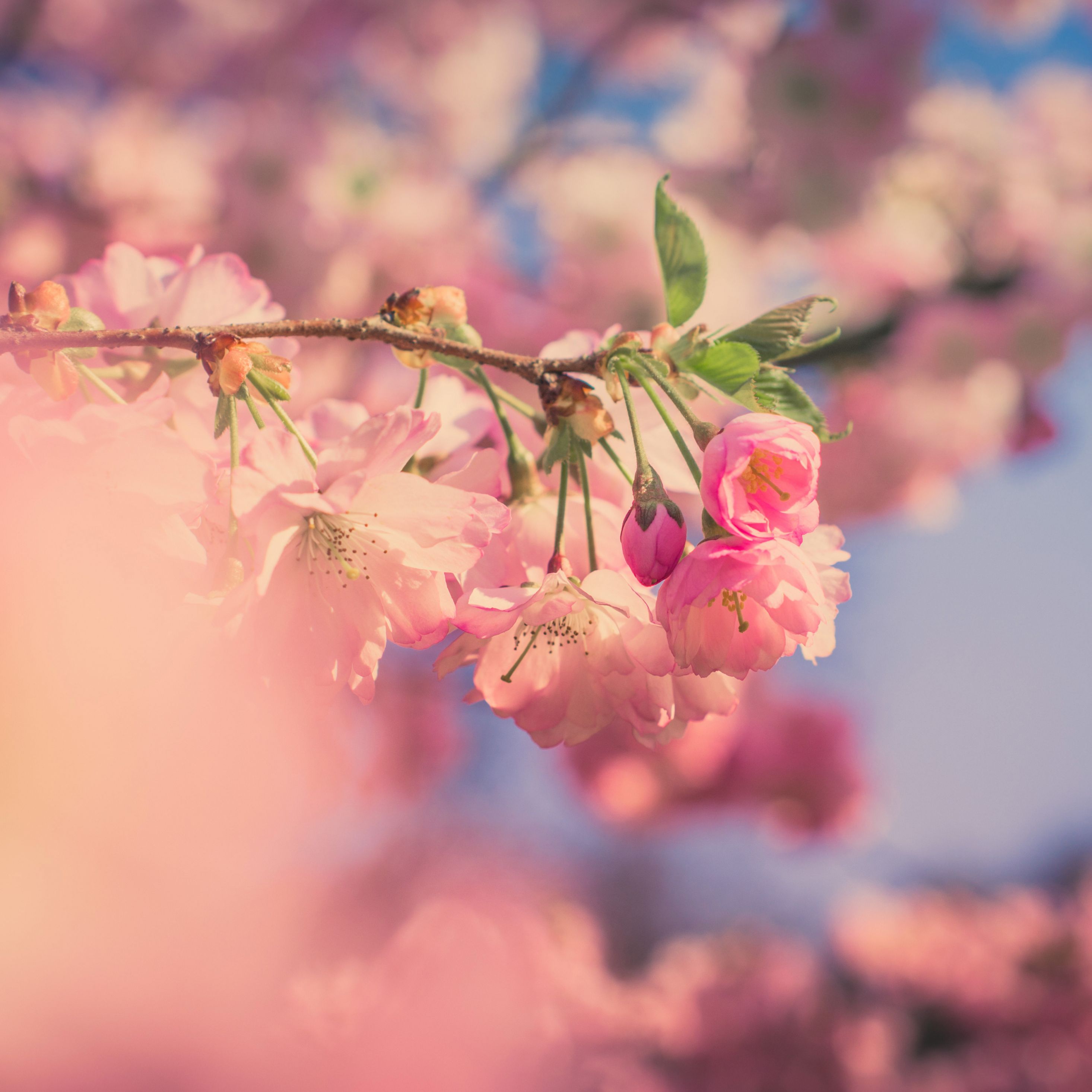 Download wallpaper 2932x2932 pink flowers, cherry blossom, spring, blur, ipad pro retina, 2932x2932 HD background, 3149