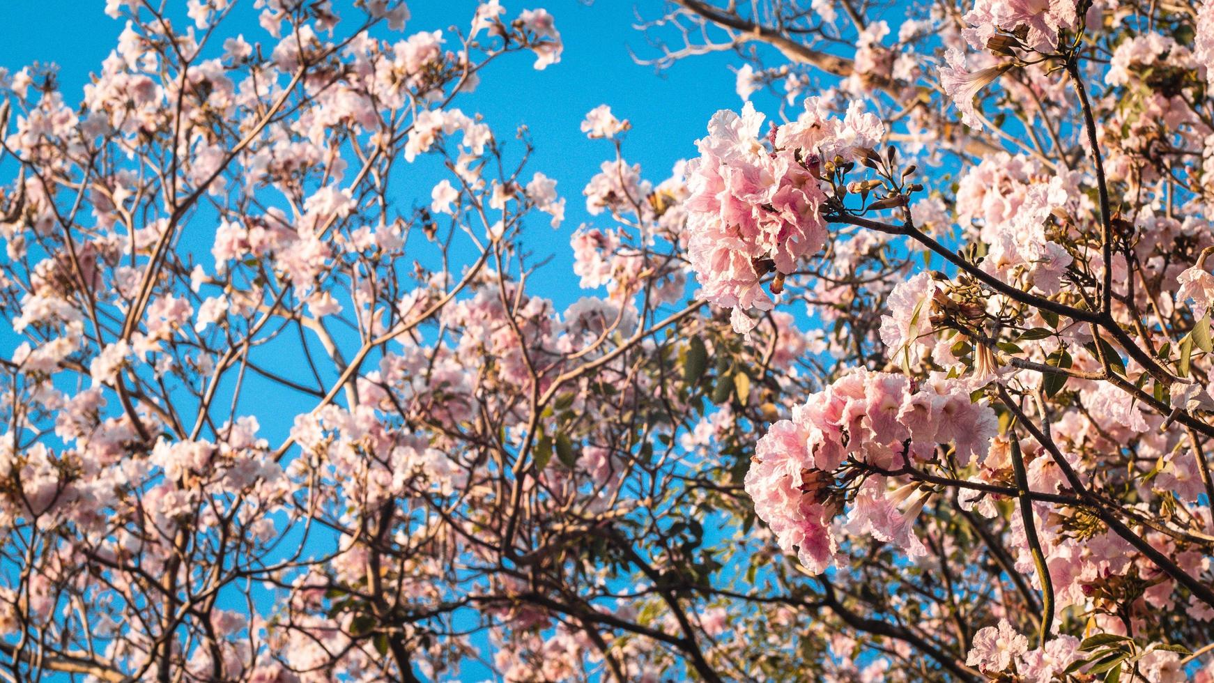 A tree with pink flowers against a blue sky - Cherry blossom