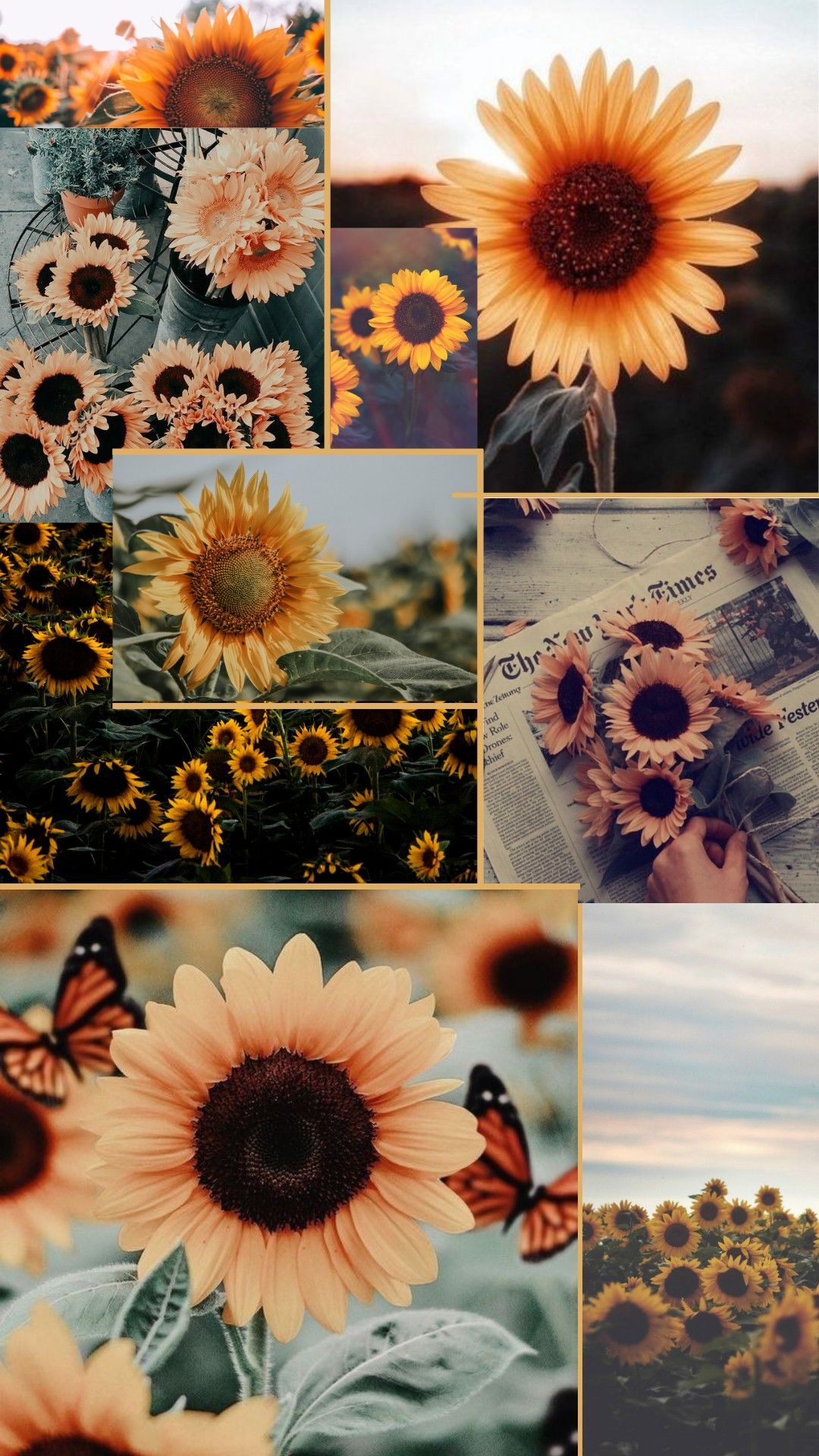 Aesthetic wallpaper of sunflowers, butterflies, and vintage newspaper - Sunflower
