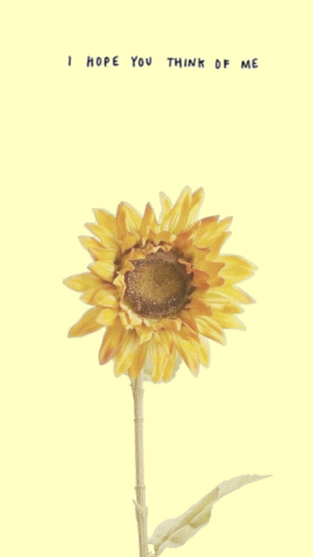 A sunflower with the words i hope you think of me - Sunflower