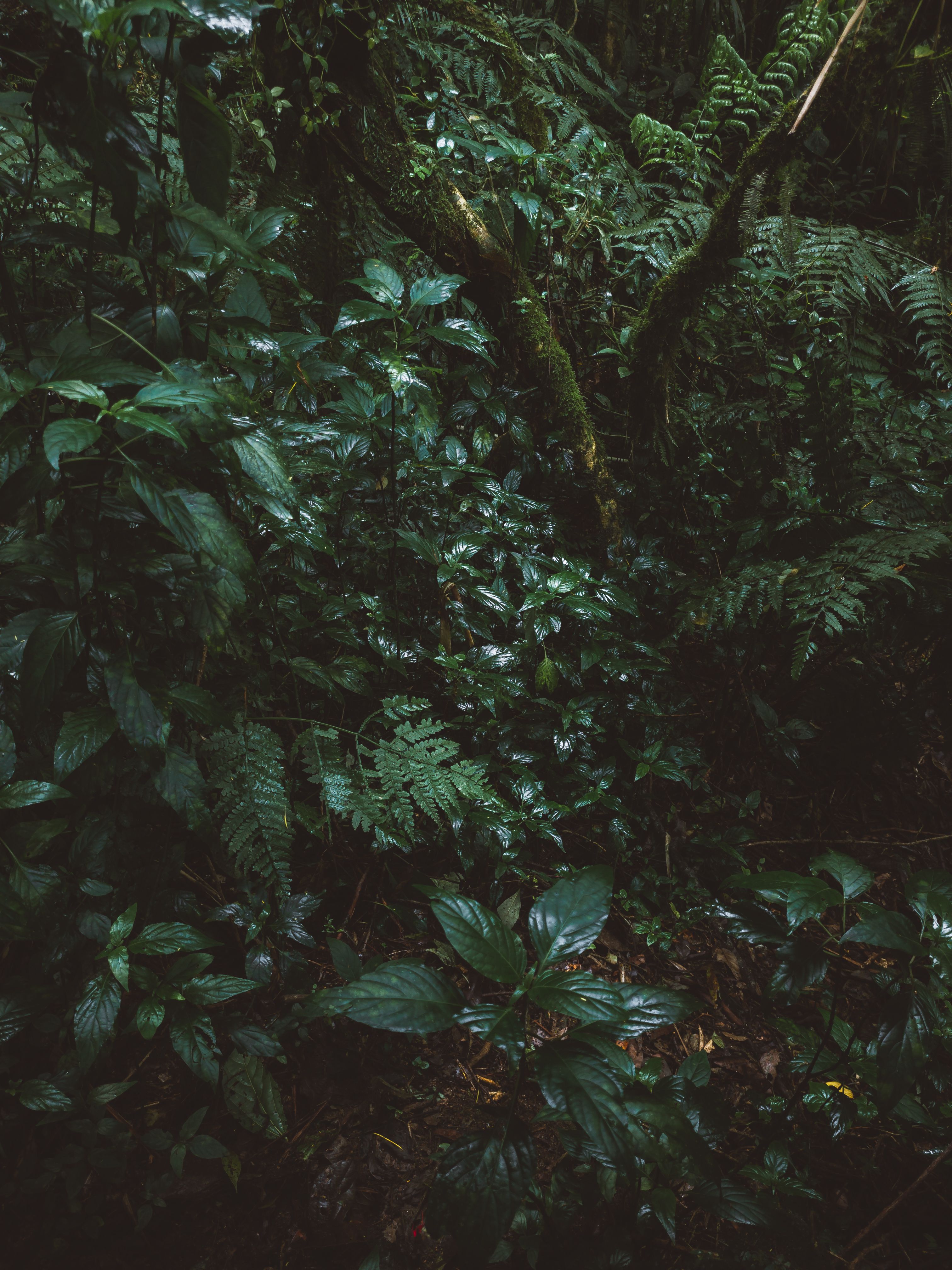 A dense forest floor with a mix of ferns and mosses. - Jungle