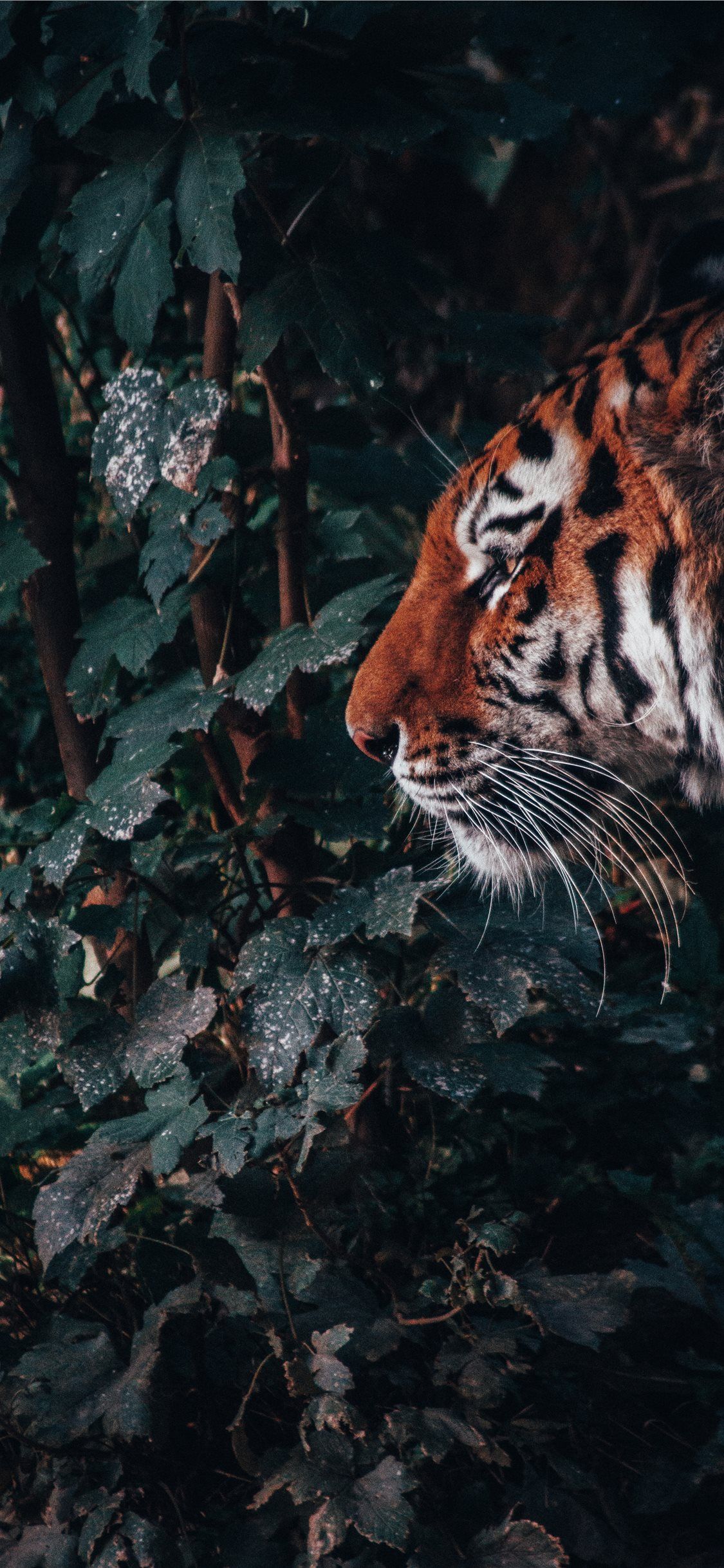 The beast in the jungle #NurembergZoo #Nürnberg #germany #jungle #forest #fur #Portrait #iPhone11Wallpaper. Animal photography, Animal wallpaper, Tiger picture