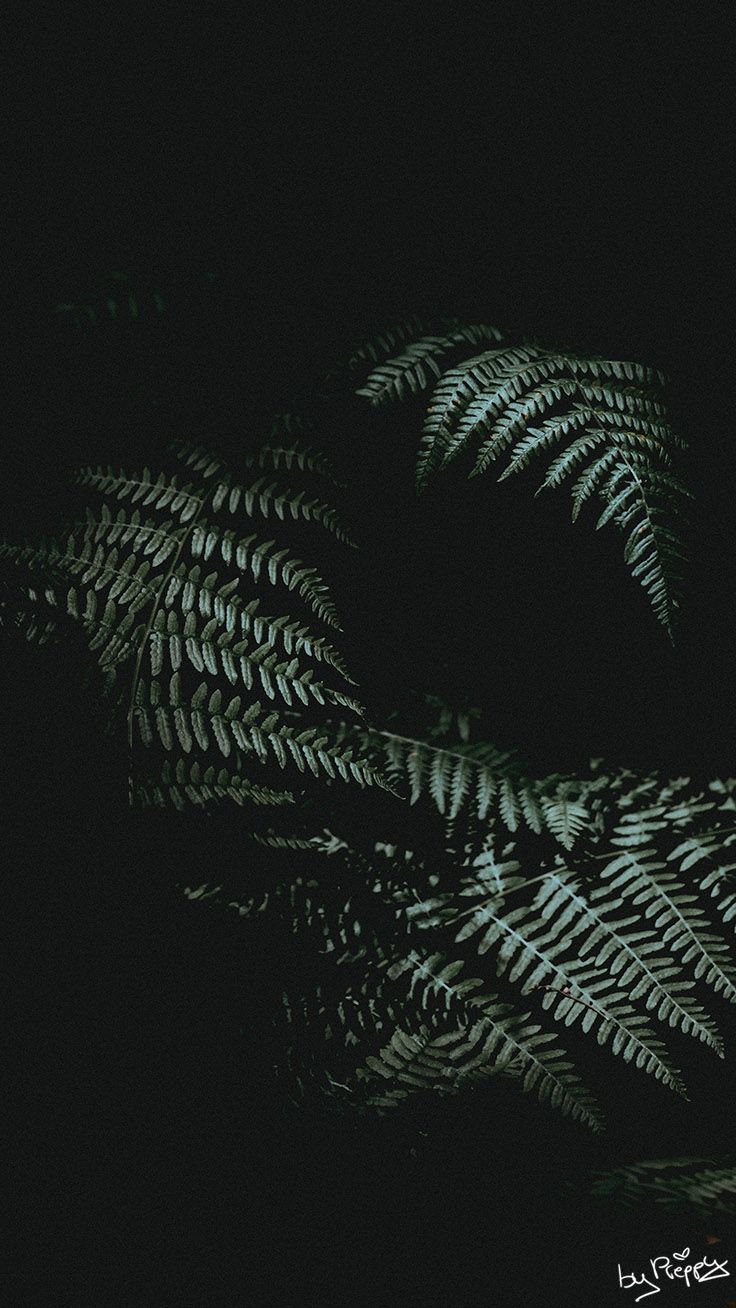 Ferns on a black background - Jungle