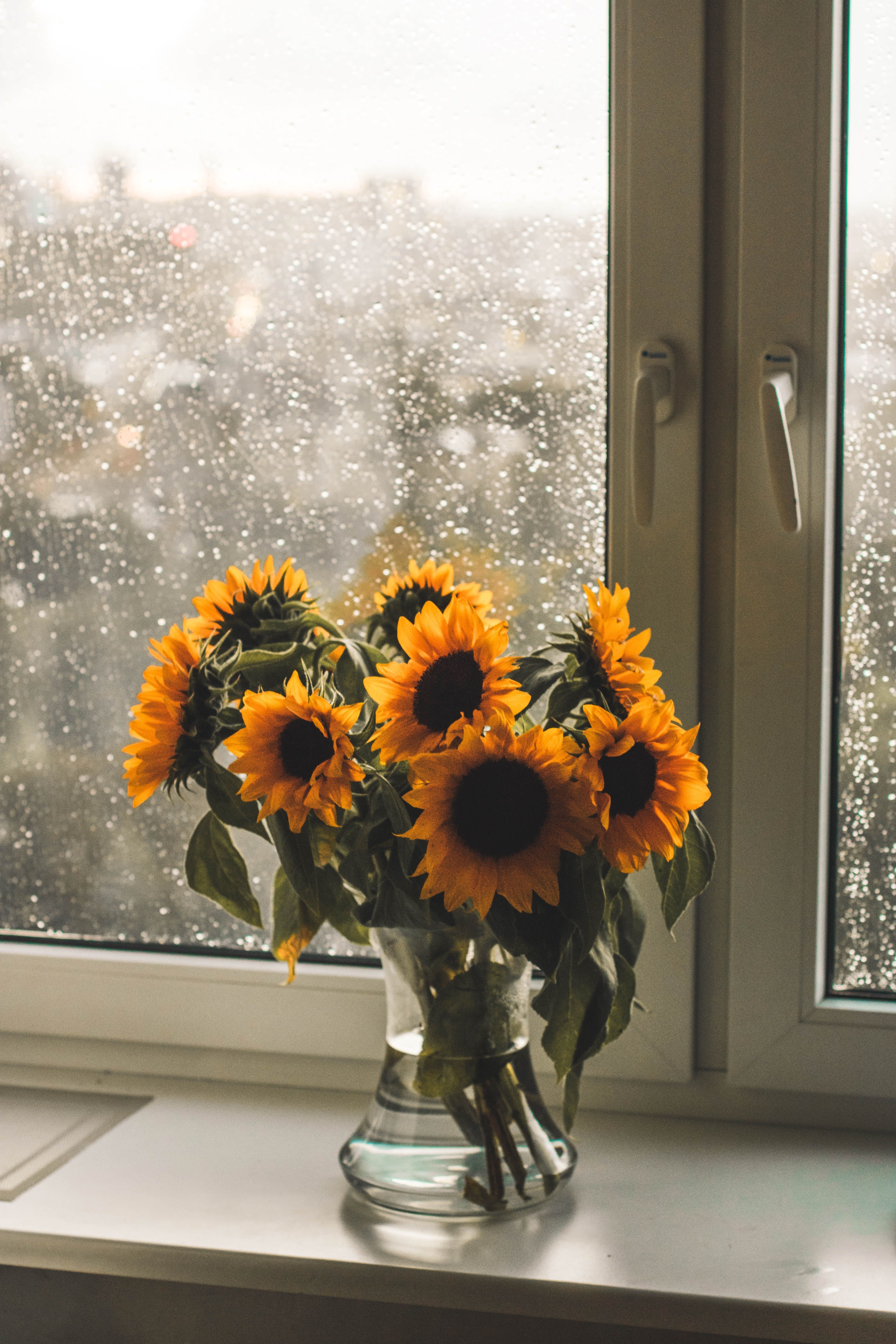 A vase of sunflowers sitting on the windowsill - Sunflower