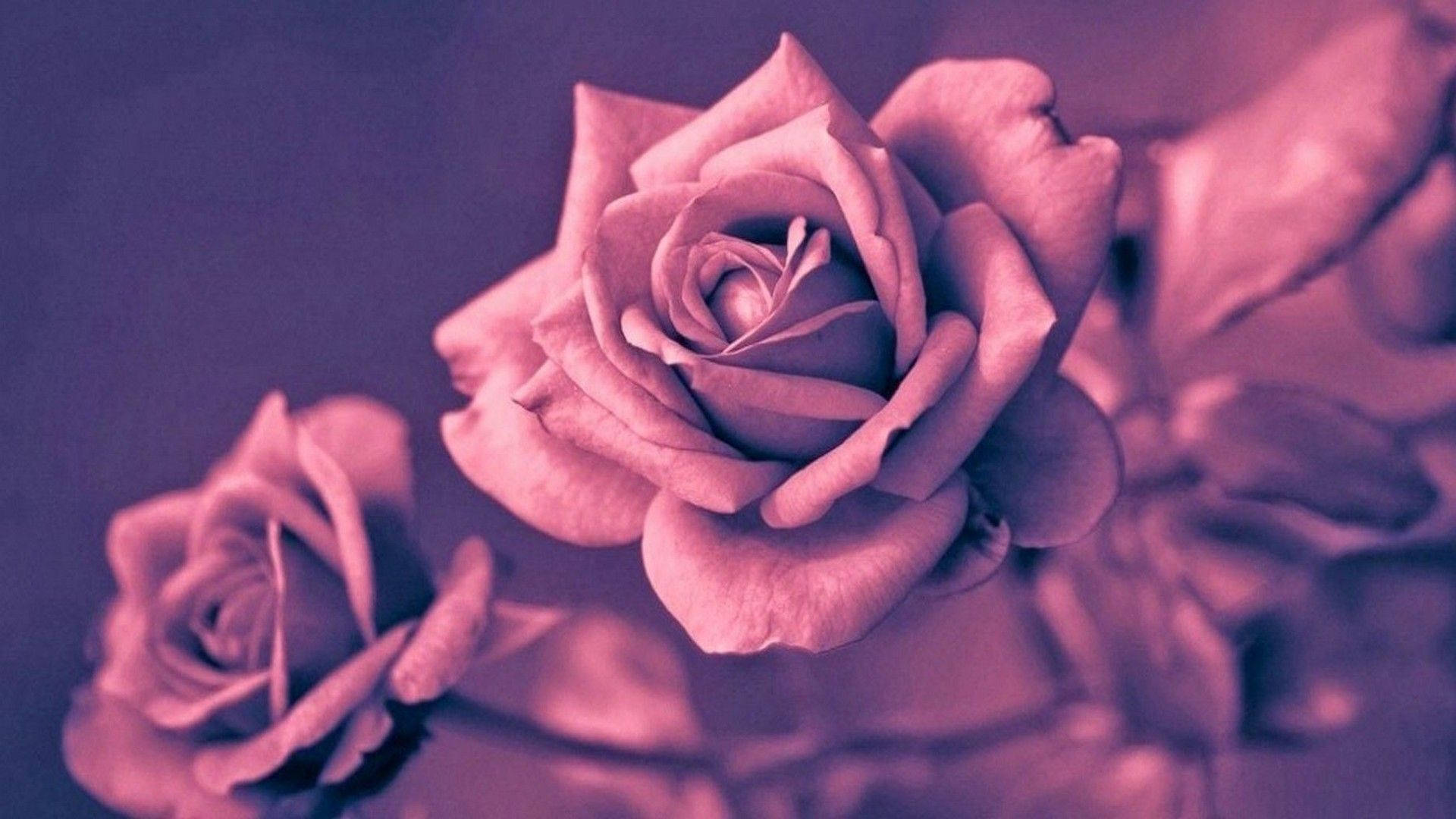 A purple rose with a purple background - Rose gold