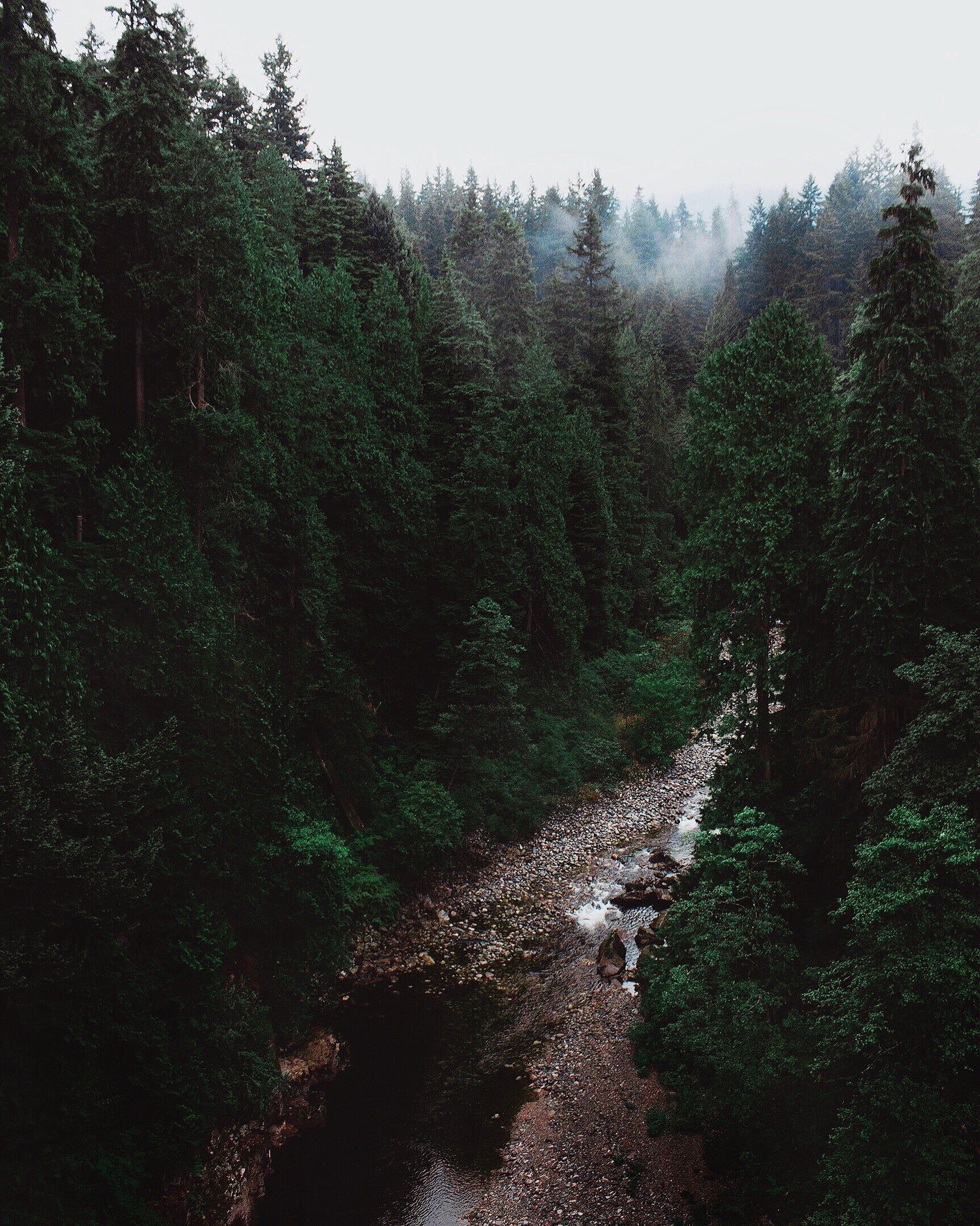 High Res Rocky River In Dense Forest Picture