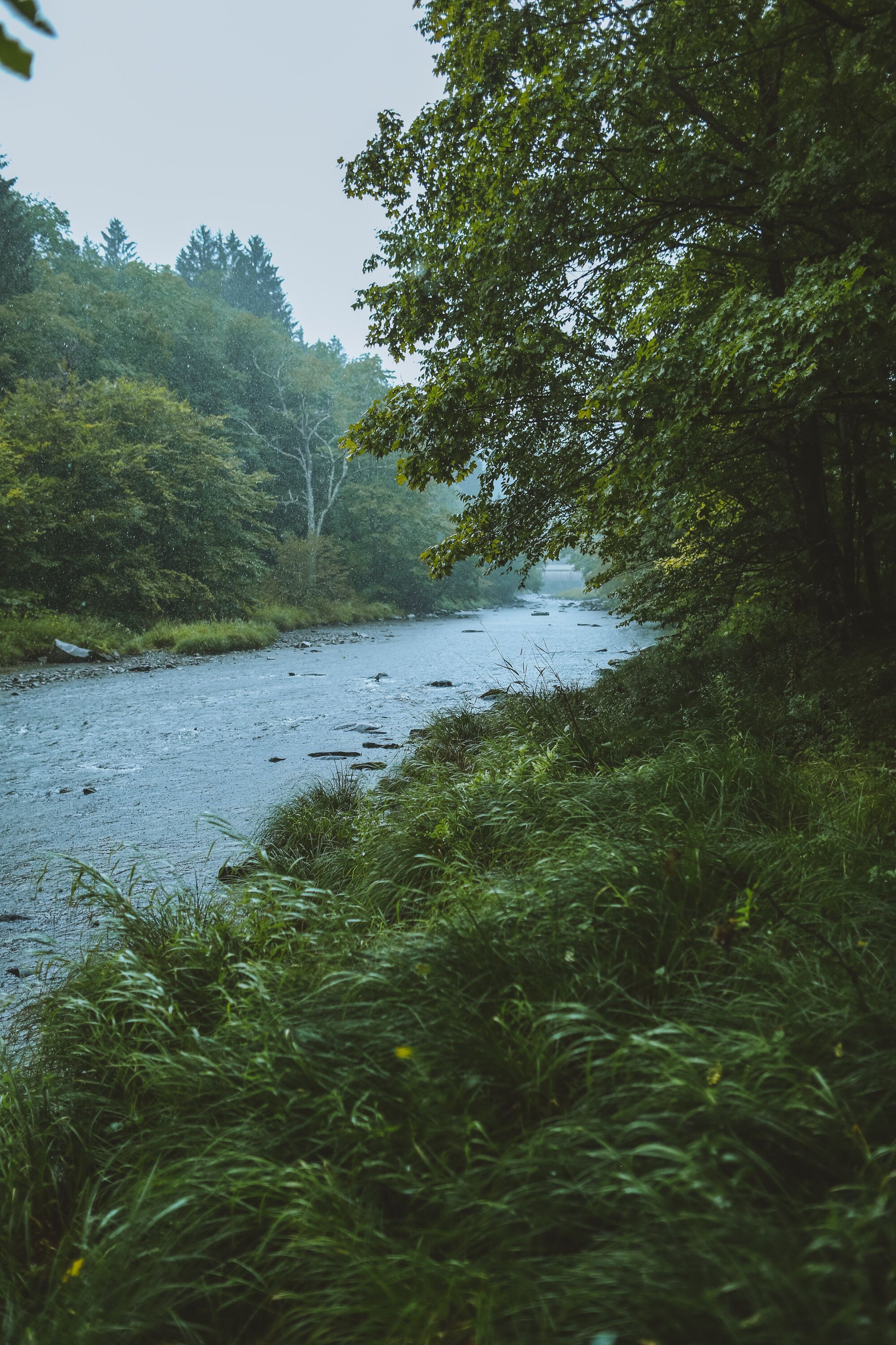 A river surrounded by trees and grass. - River