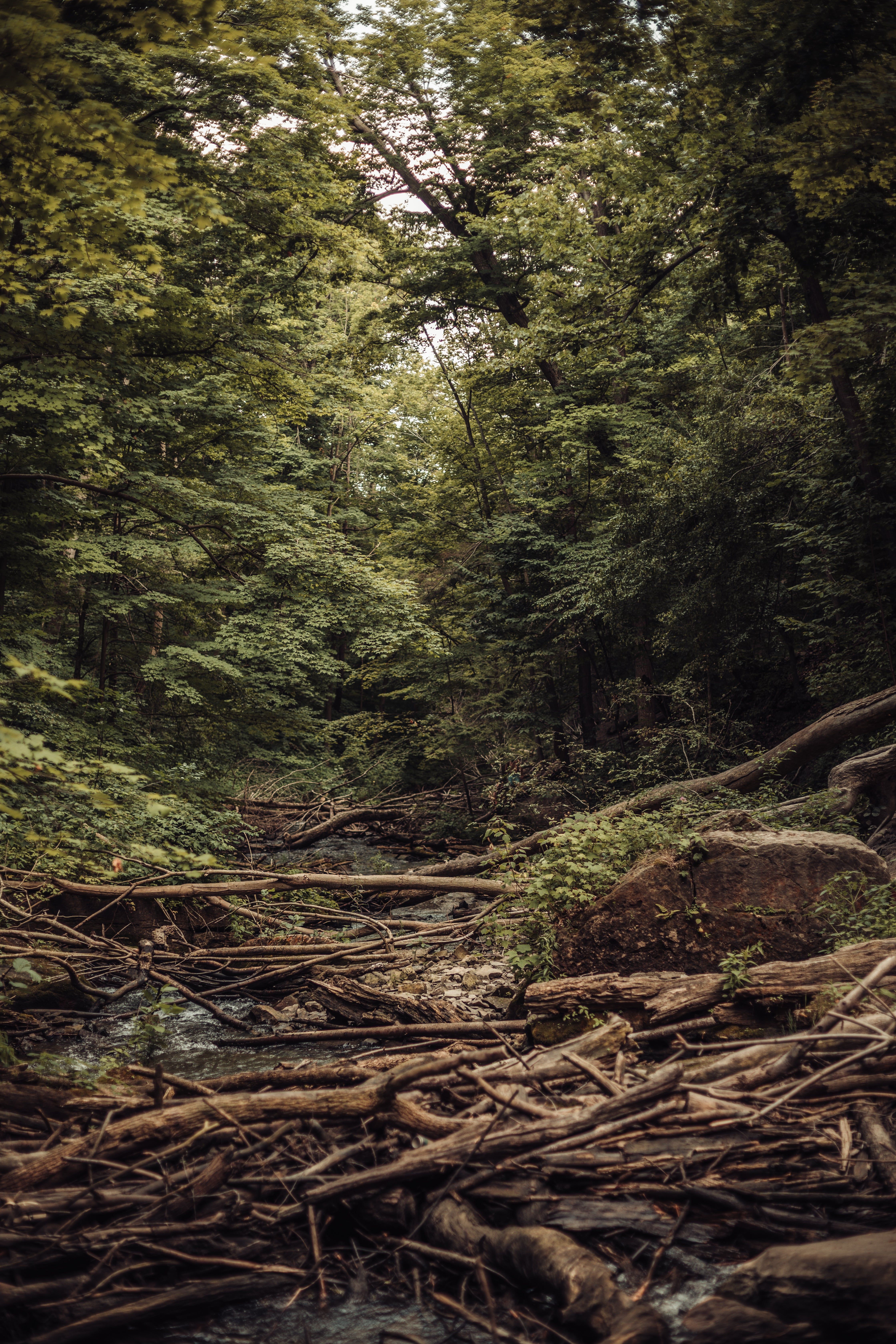 Free Fallen Trees Over River Image: Stunning Photography