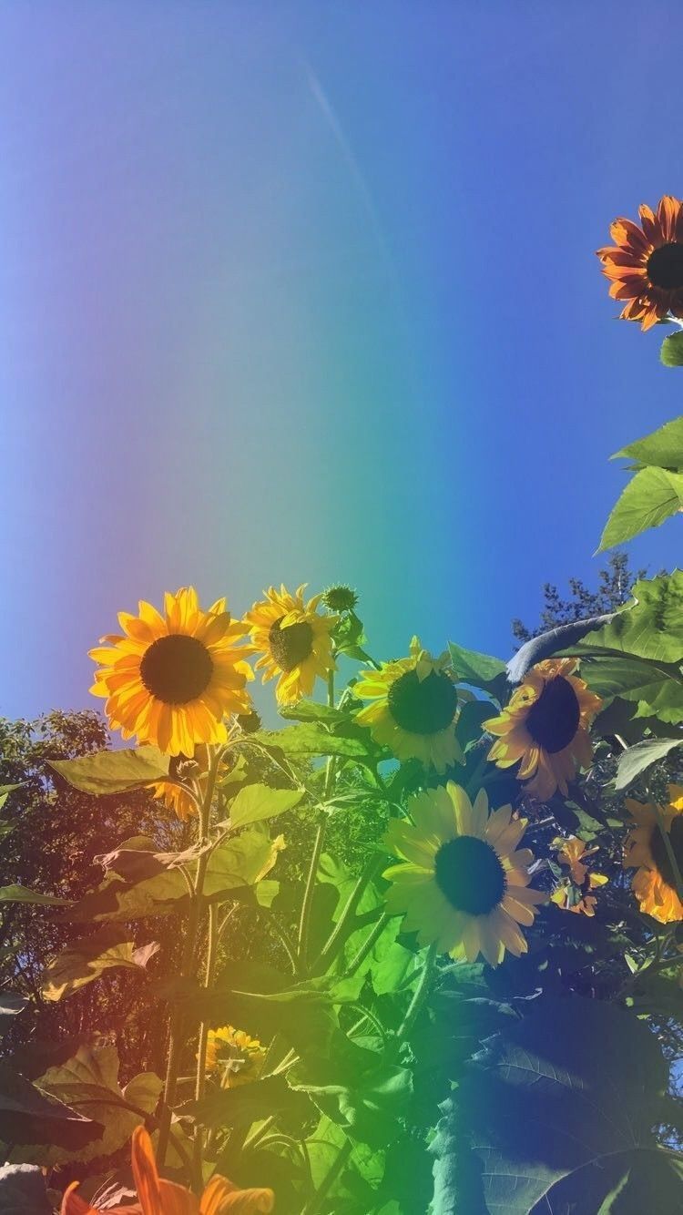 Sunflowers under a blue sky - Spring, rainbows