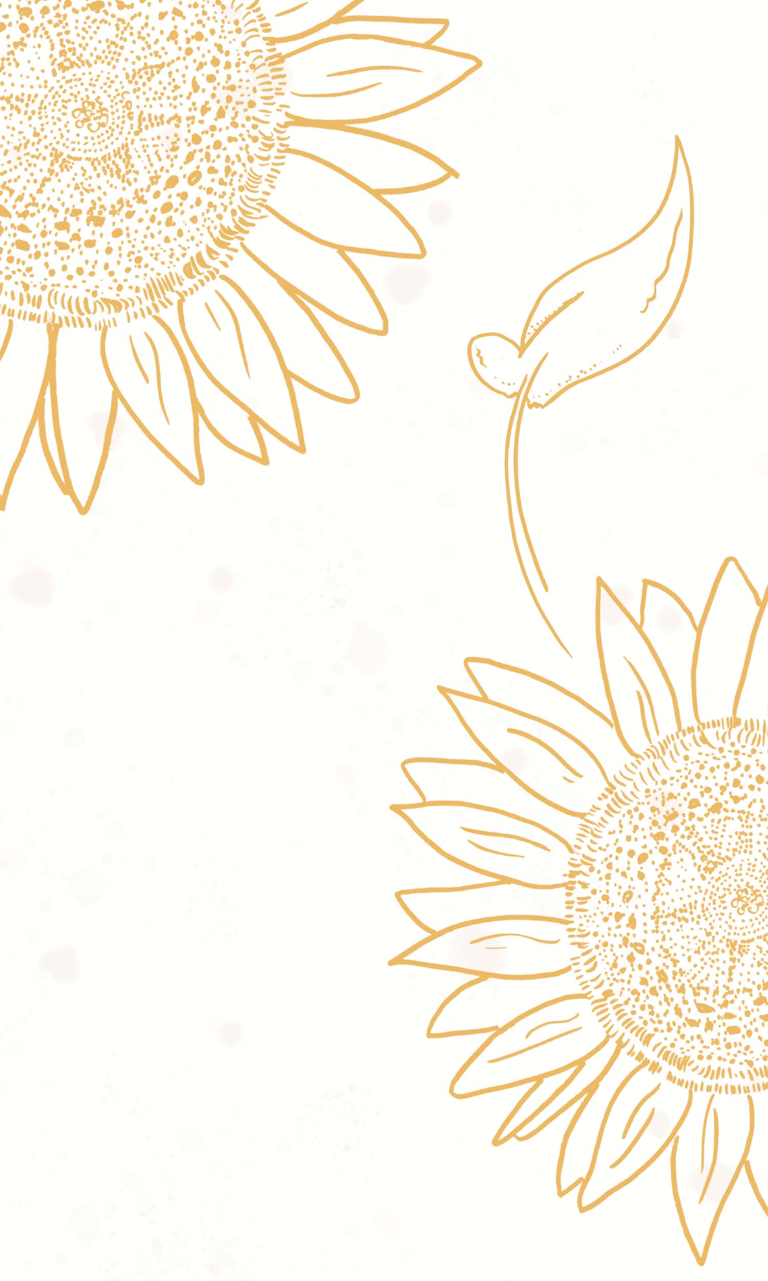 Gold sunflowers on a white background - Sunflower