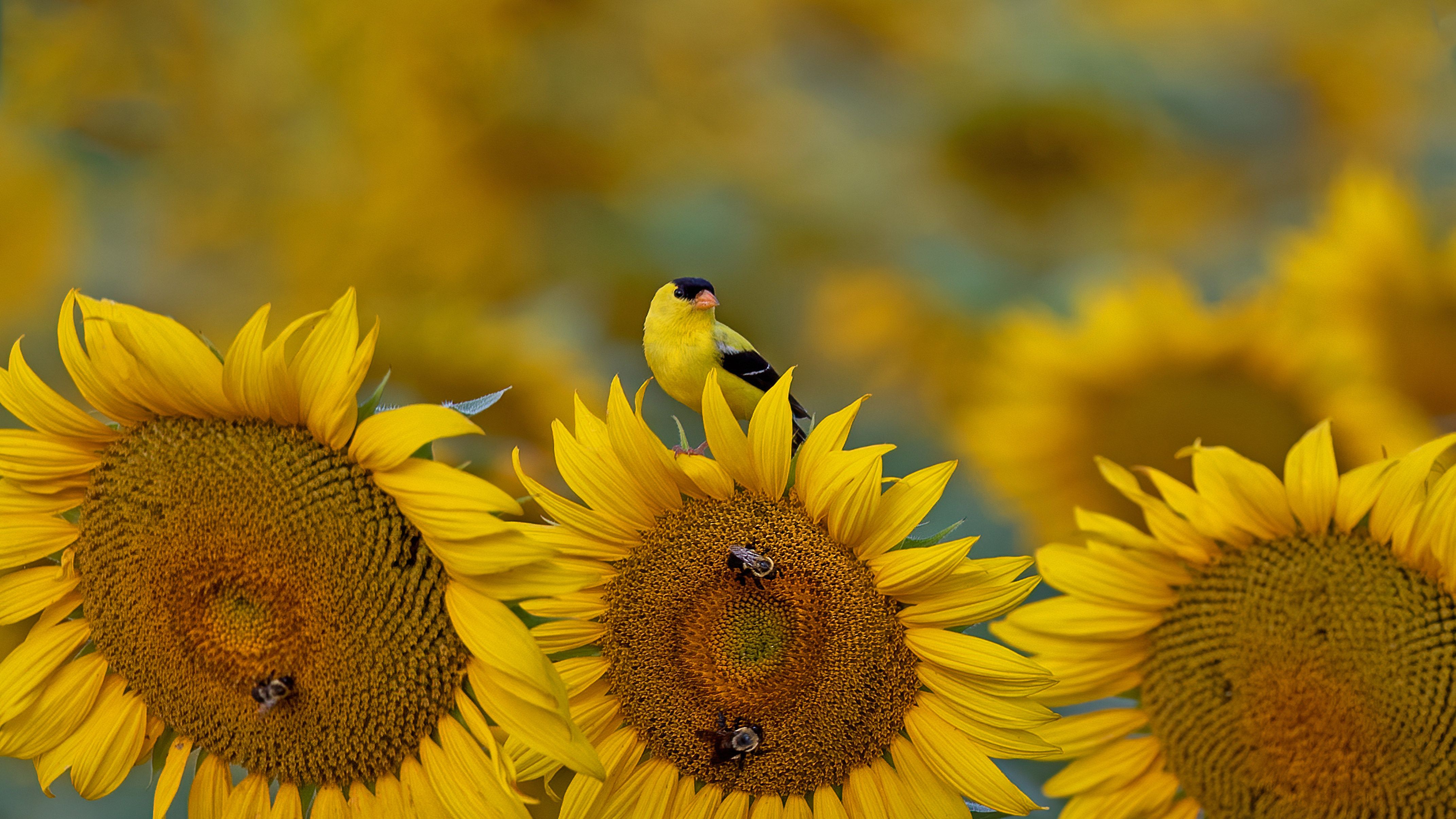 A yellow bird with a red head and black wings sits on a sunflower. - Sunflower