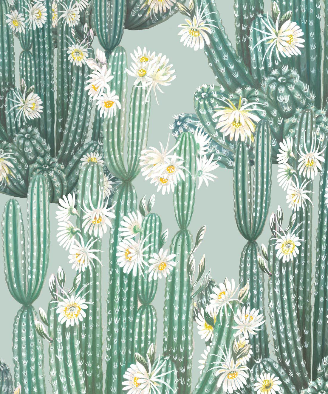 San Pedro Wallpaper • Cactus Wallpaper Europe