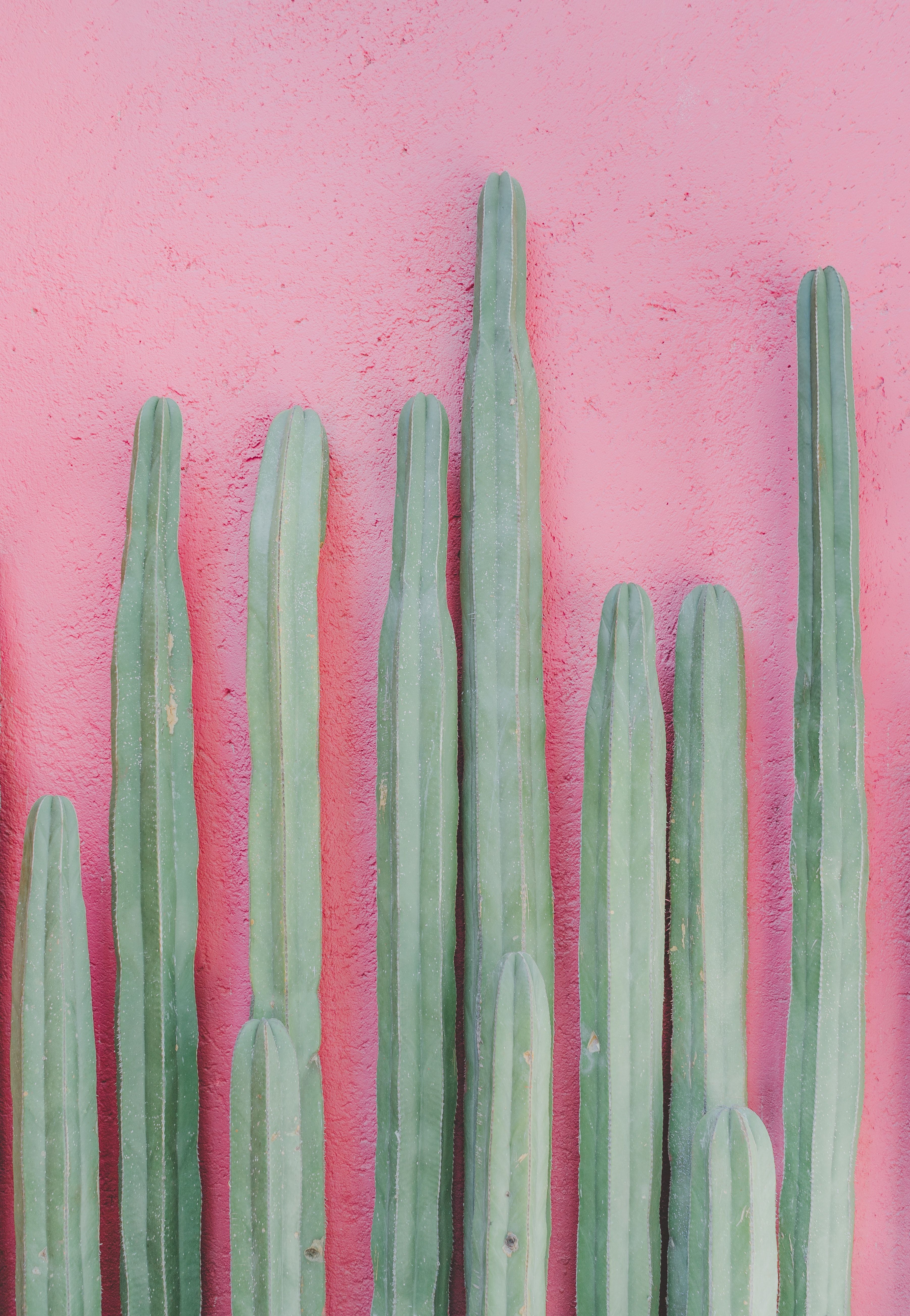 A row of green cactus against a pink wall - Cactus