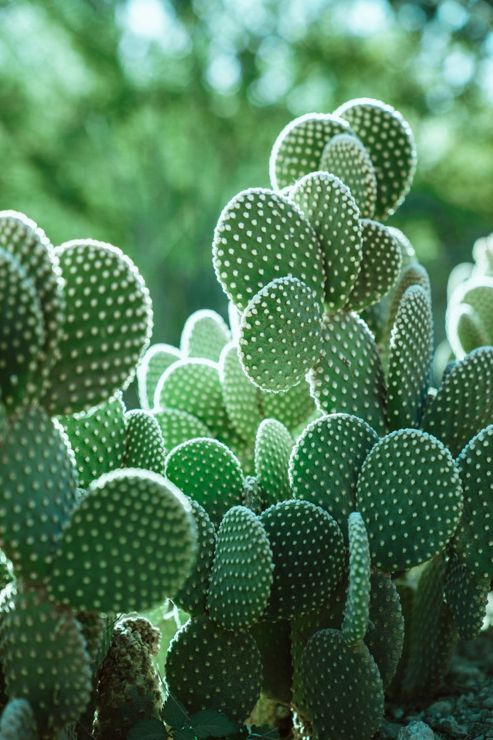 Closeup photo of green cactus photo