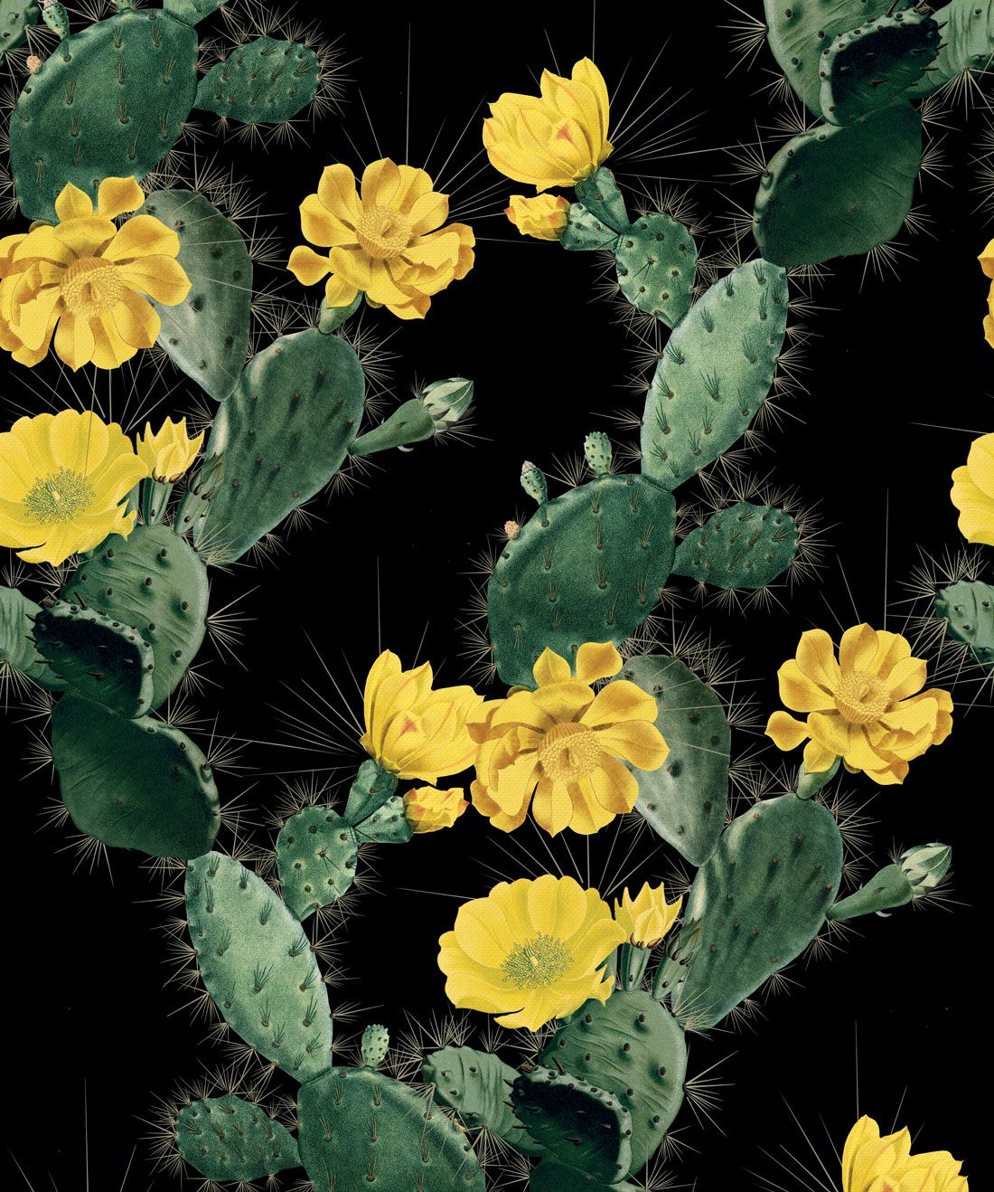 A vibrant cactus wallpaper with yellow flowers on a black background. Perfect for adding a bold and alluring touch to your home. - Cactus