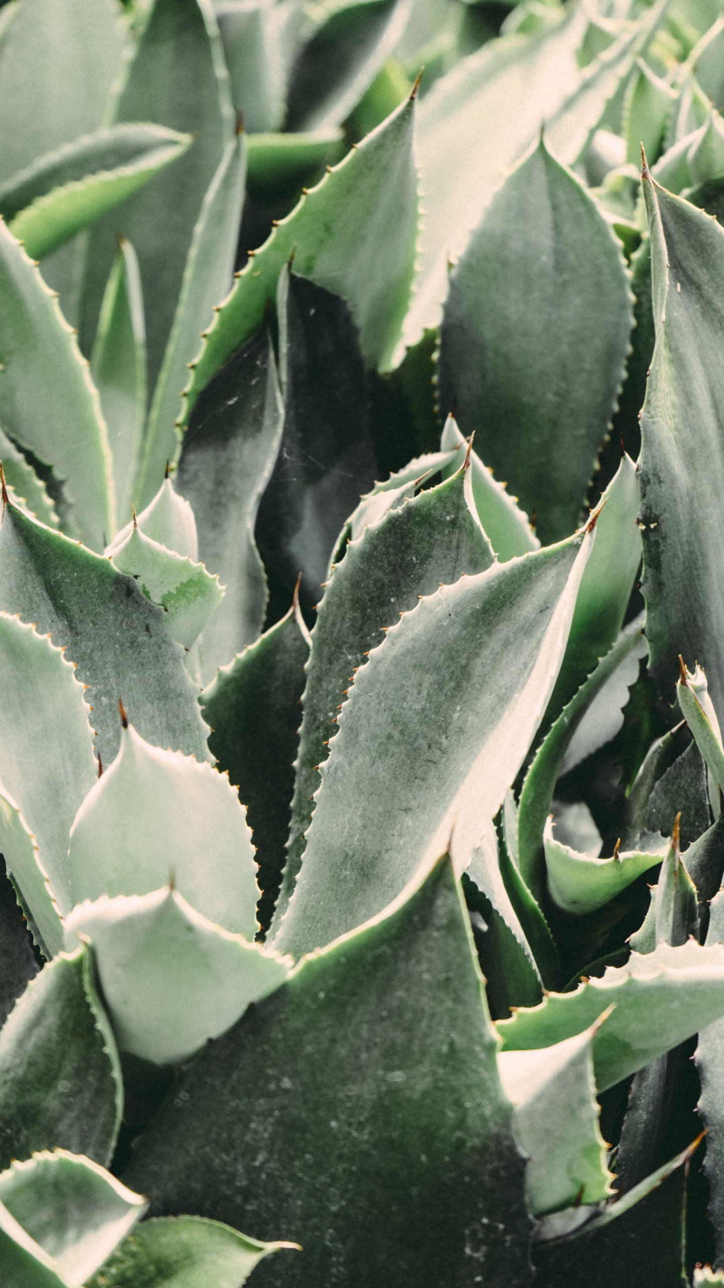 A close up of a green plant with sharp leaves. - Cactus