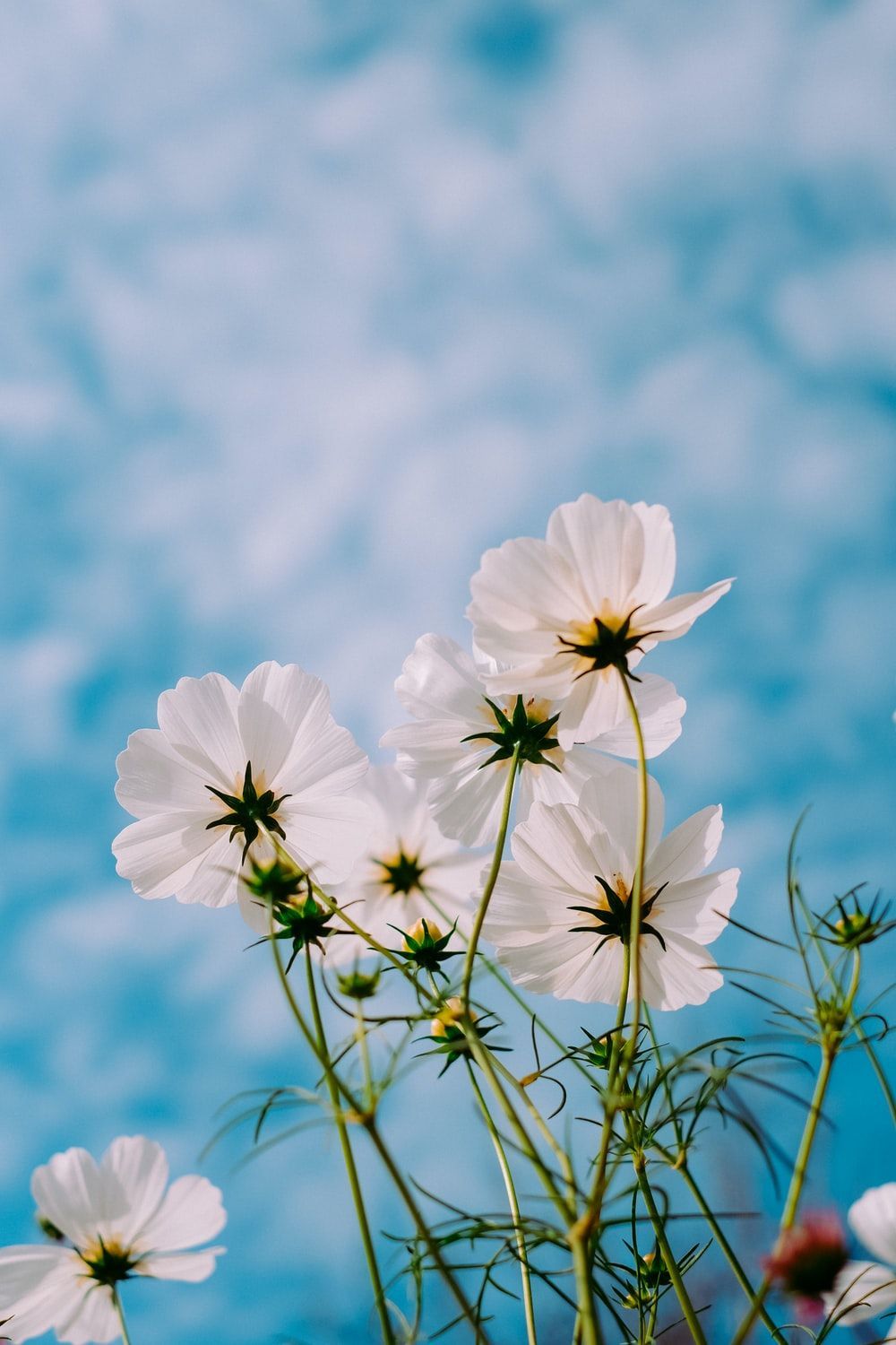 A close up of white flowers with a blue sky in the background - Spring