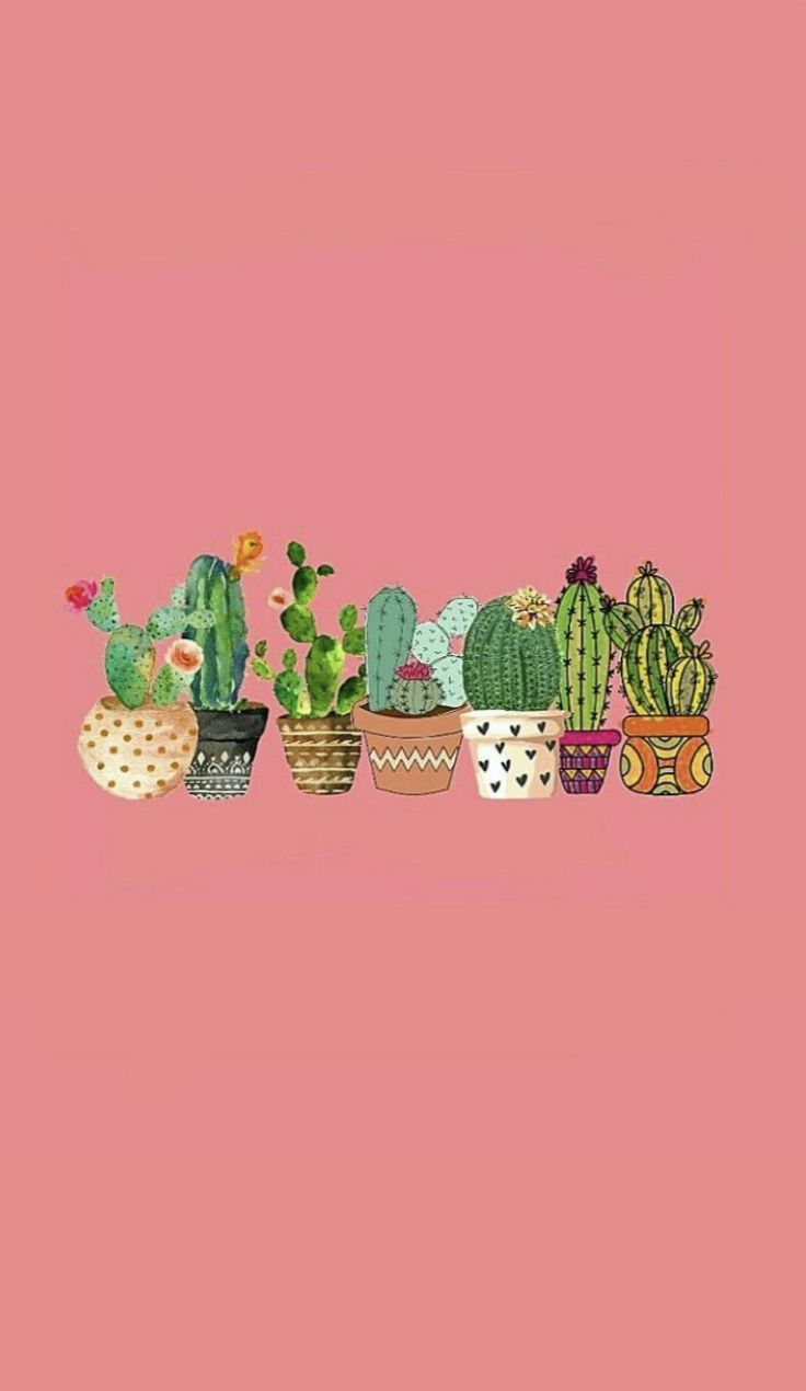 Eight different cacti in pots pink background phone wallpaper different cacti in pots - Cactus