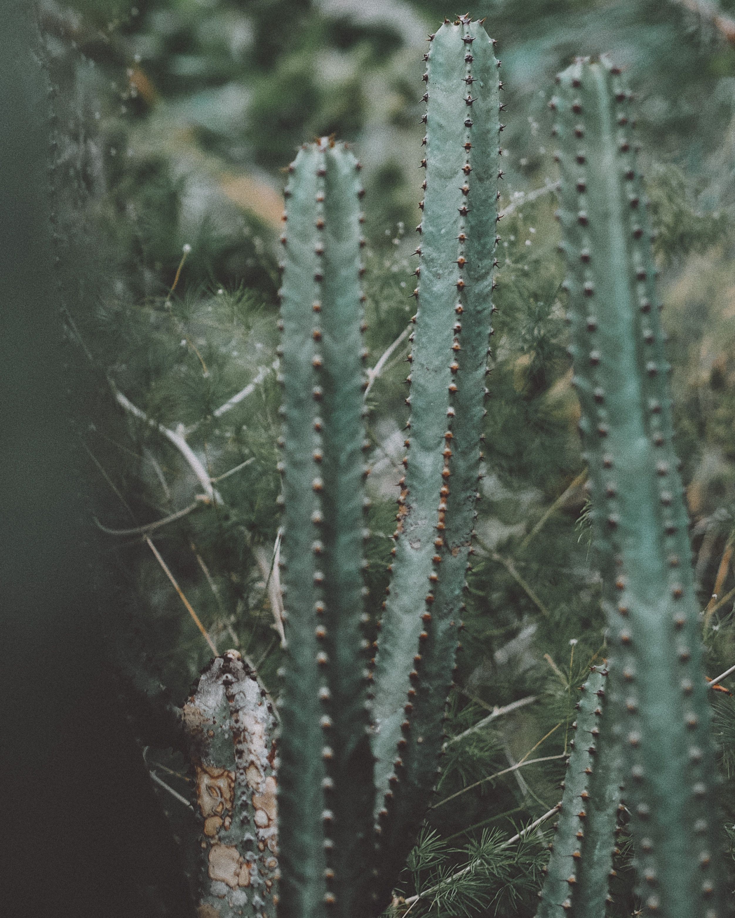 A close up of a cactus with a blurred background. - Cactus