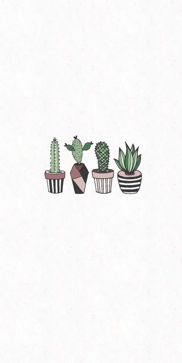 Four different cacti in pots in a row cute backgrounds white background - Cactus