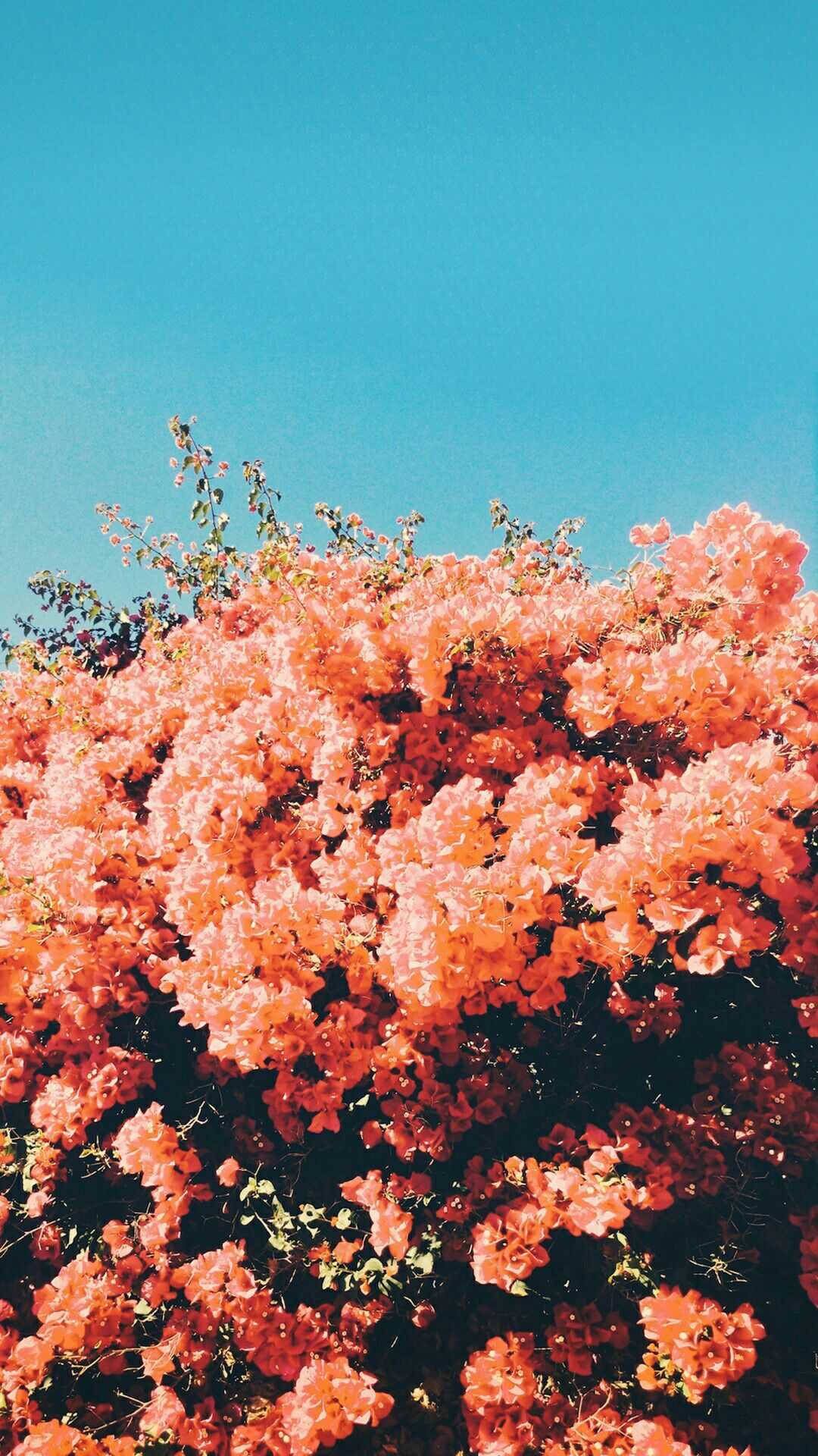 Aesthetic wallpaper for phone with flowers. - Spring, coral